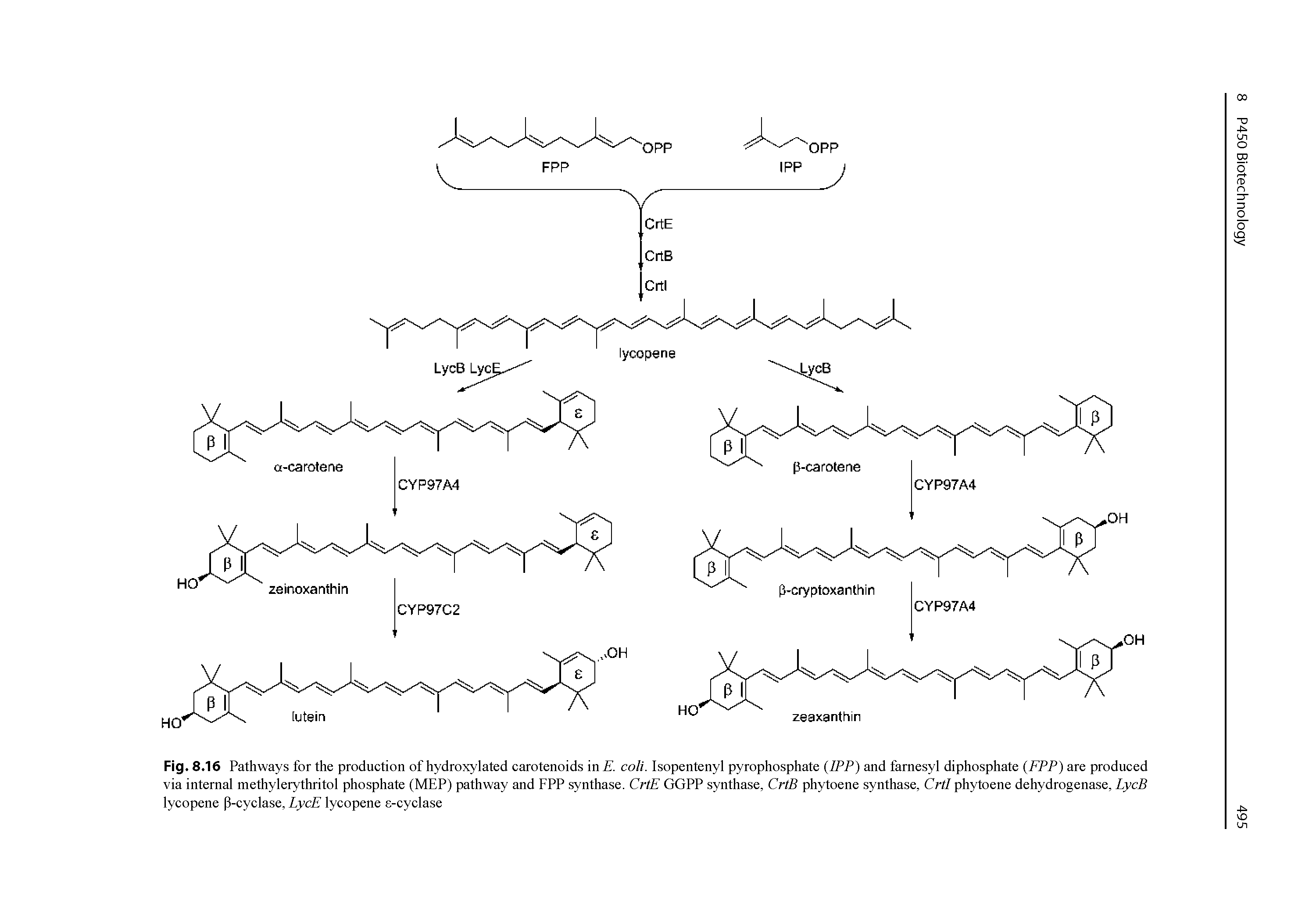 Fig. 8.16 Pathways for the production of hydroxylated carotenoids in . coli. Isopentenyl pyrophosphate (IPP) and farnesyl diphosphate (FPP) are produced via internal methylerythritol phosphate (MEP) pathway and FPP synthase. CrtE GGPP synthase, CrtB phytoene synthase, CrtI phytoene dehydrogenase, LycB lycopene p-cyclase, LycE lycopene e-cyclase...