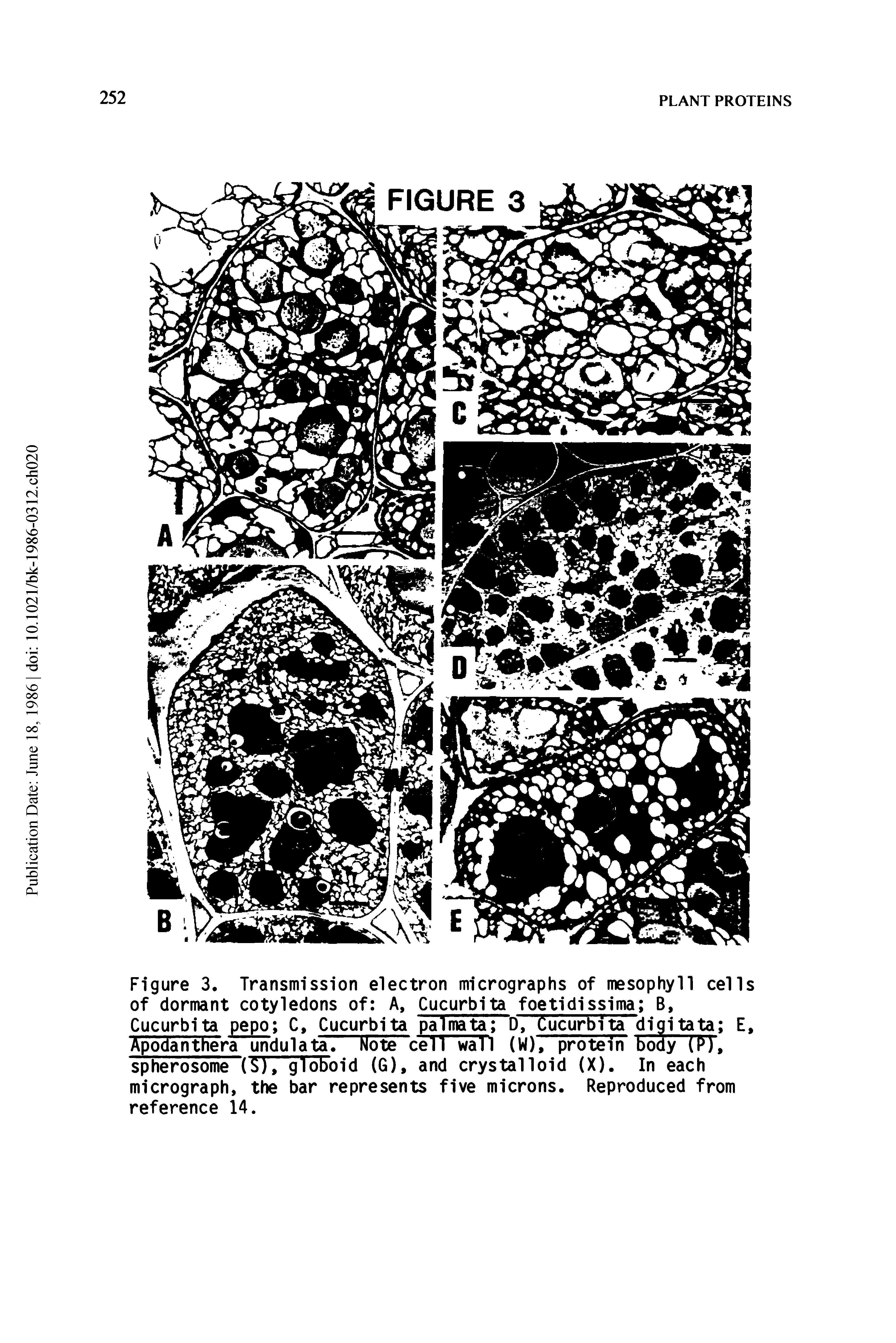 Figure 3. Transmission electron micrographs of mesophyll cells of dormant cotyledons of A, Cucurbita foetidissima B, Cucurbita pepo C, Cucurbita palmata D, Cucurbita digitata E, Apodanthera undulata" Note cell wall (W), protein body (P), spherosome (S), globoid (G), and crystalloid (X). In each micrograph, the bar represents five microns. Reproduced from reference 14.