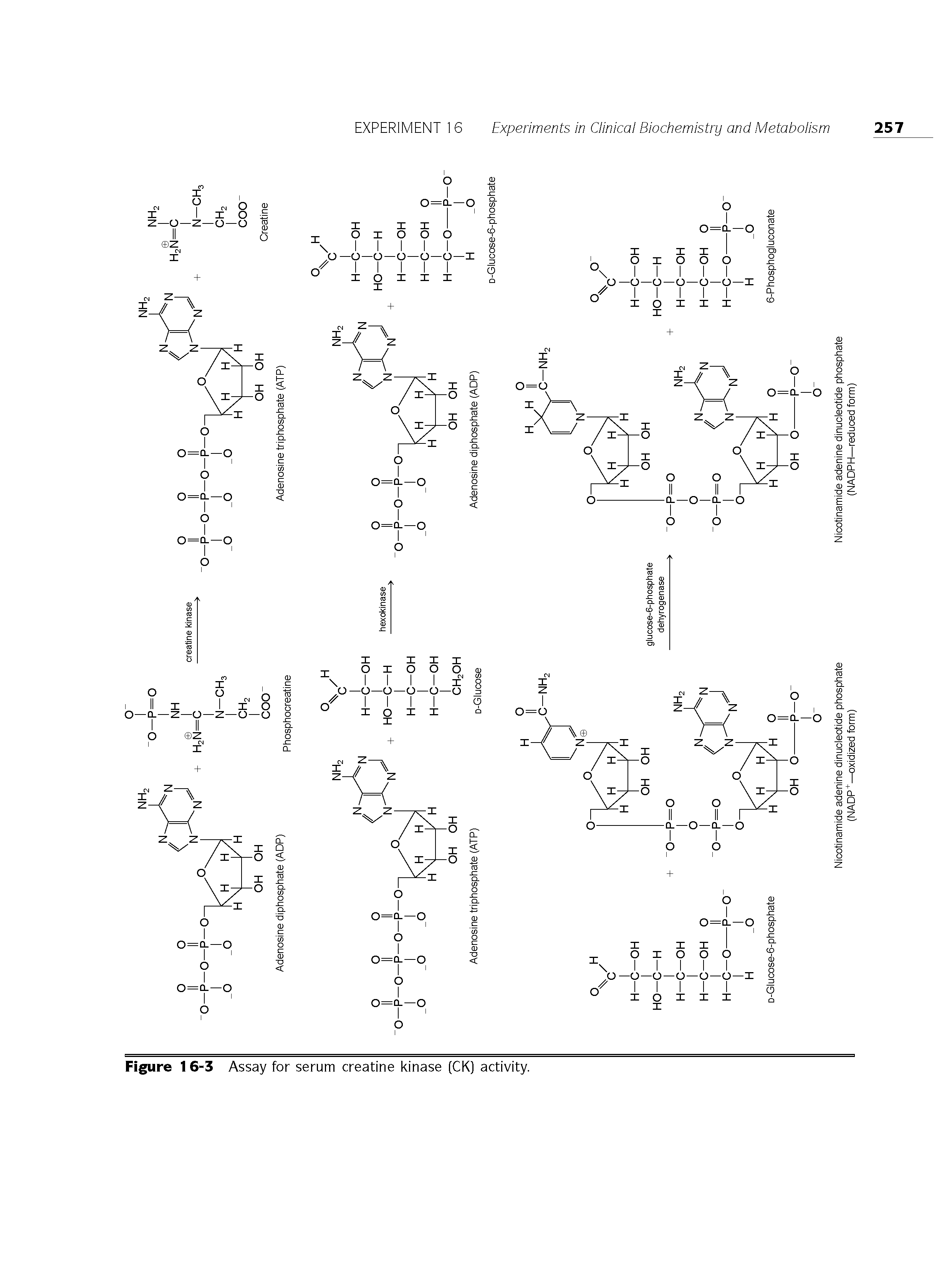 Figure 16-3 Assay for serum creatine kinase (CK) activity.