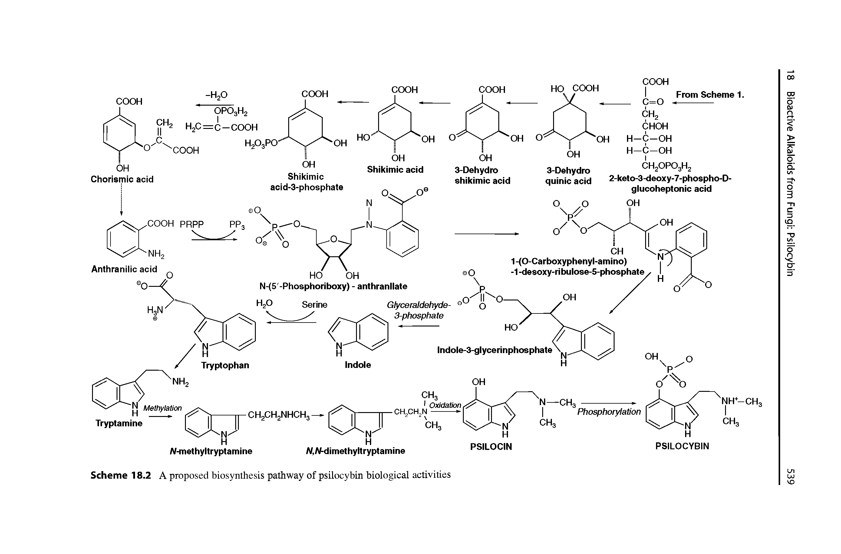 Scheme 18.2 A proposed biosynthesis pathway of psilocybin biological activities...