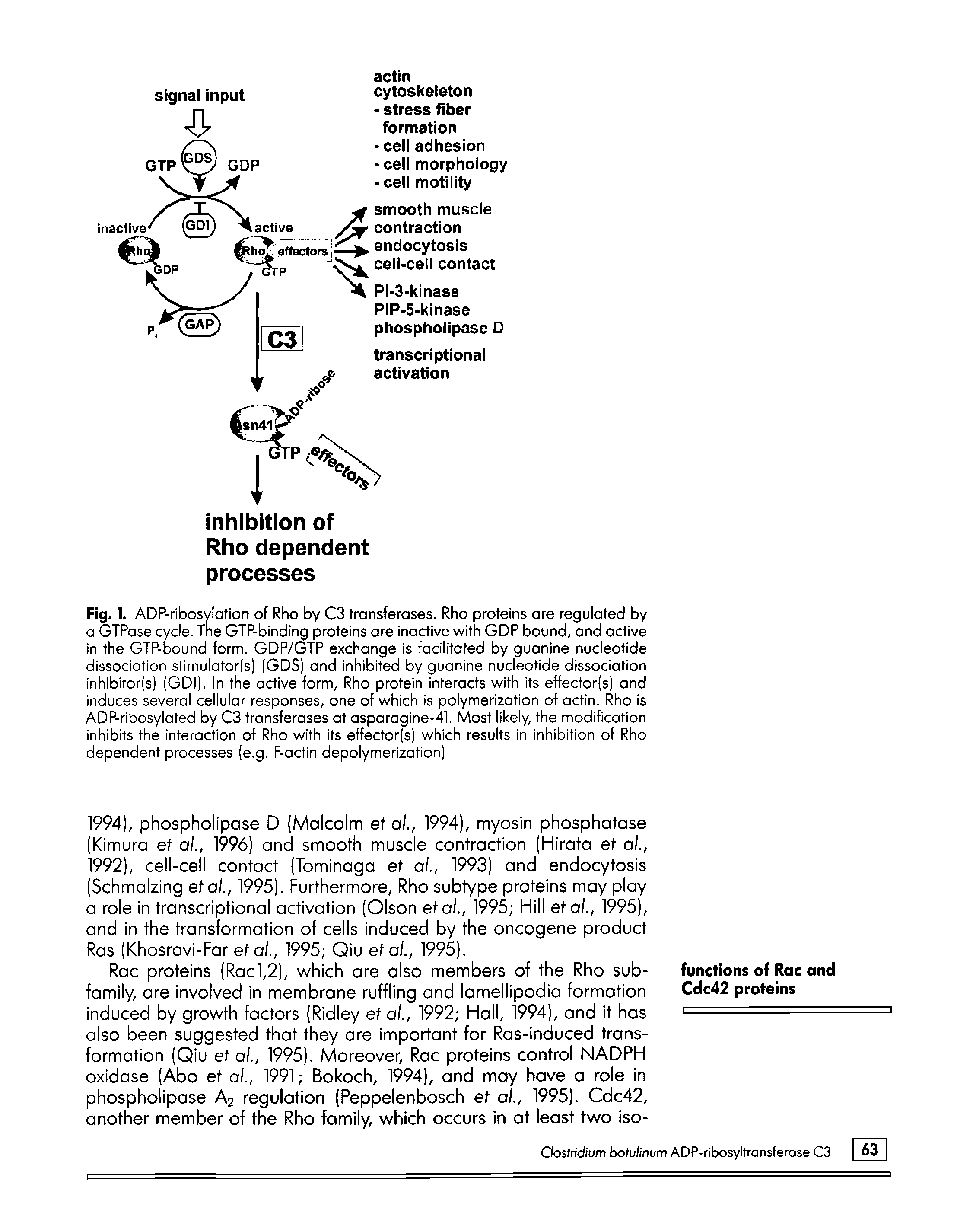 Fig. 1. ADP-ribosylafion of Rho by C3 transferases. Rho proteins are regulated by a GTPase cycle. The GTP-binding proteins ore inactive with GDP bound, and active in the GTP-bound form. GDP/GTP exchange is facilitated by guanine nucleotide dissociation stimulator(s) (GDS) and inhibited by guanine nucleotide dissociation inhibitor(s) (GDI). In the active form, Rho protein interacts with its effector(s) and induces several cellular responses, one of which is polymerization of actin. Rho is ADP-ribosylated by C3 transferases at asparagine-41. Most likely, the modification inhibits the interaction of Rho with its effector(s) which results in inhibition of Rho dependent processes (e.g. F-actin depolymerization)...