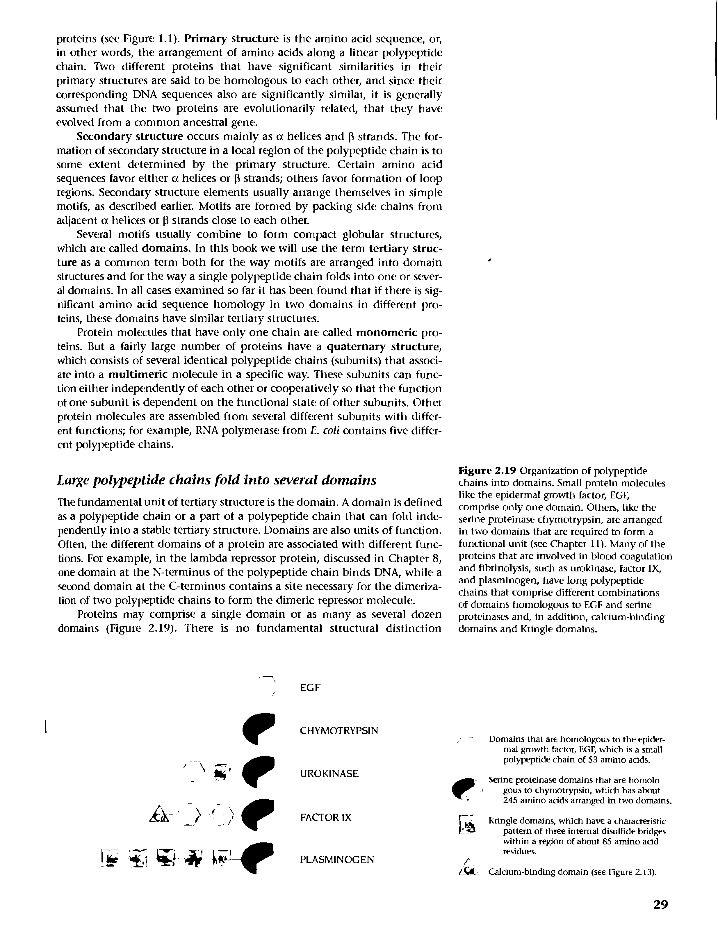 Figure 2.19 Organization of polypeptide chains into domains. Small protein molecules like the epidermal growth factor, EGF, comprise only one domain. Others, like the serine proteinase chymotrypsin, are arranged in two domains that are required to form a functional unit (see Chapter 11). Many of the proteins that are involved in blood coagulation and fibrinolysis, such as urokinase, factor IX, and plasminogen, have long polypeptide chains that comprise different combinations of domains homologous to EGF and serine proteinases and, in addition, calcium-binding domains and Kringle domains.