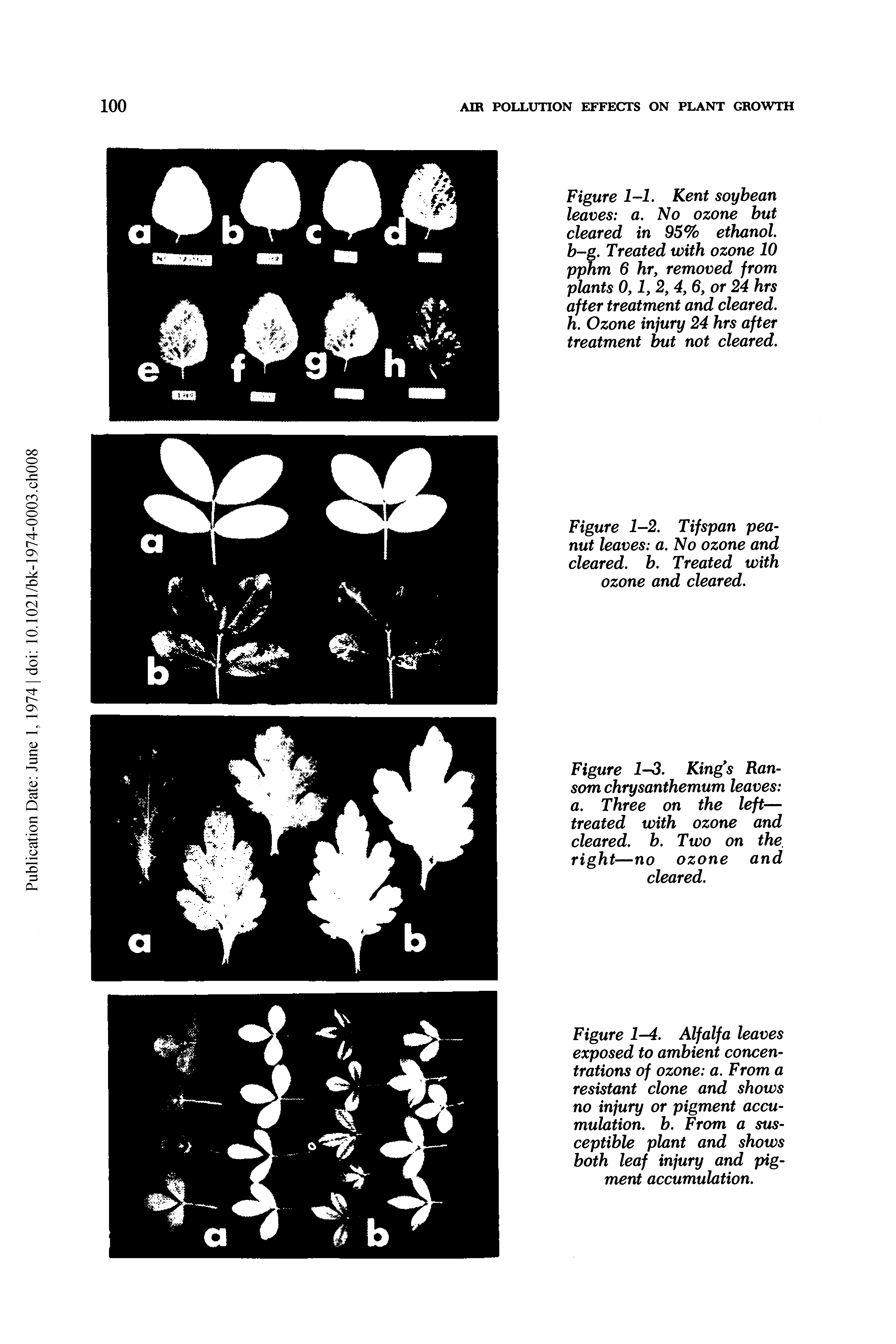 Figure 1-1. Kent soybean leaves a. No ozone but cleared in 95% ethanol, b-g. Treated with ozone 10 pphm 6 hr, removed from plants 0,1, 2, 4, 6, or 24 hrs after treatment and cleared, h. Ozone injury 24 hrs after treatment but not cleared.