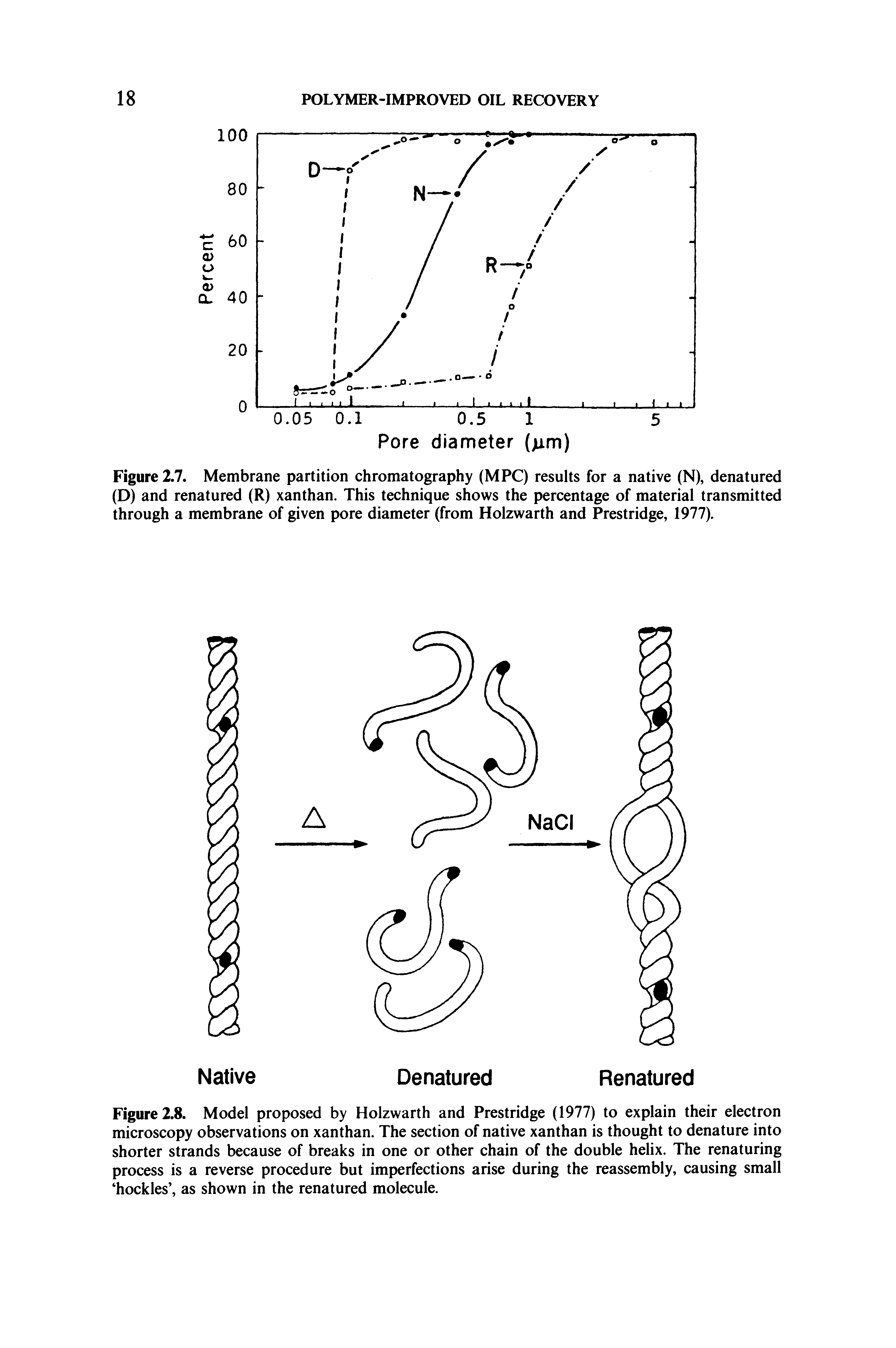 Figure 2.8. Model proposed by Holzwarth and Prestridge (1977) to explain their electron microscopy observations on xanthan. The section of native xanthan is thought to denature into shorter strands because of breaks in one or other chain of the double helix. The renaturing process is a reverse procedure but imperfections arise during the reassembly, causing small hockles , as shown in the renatured molecule.