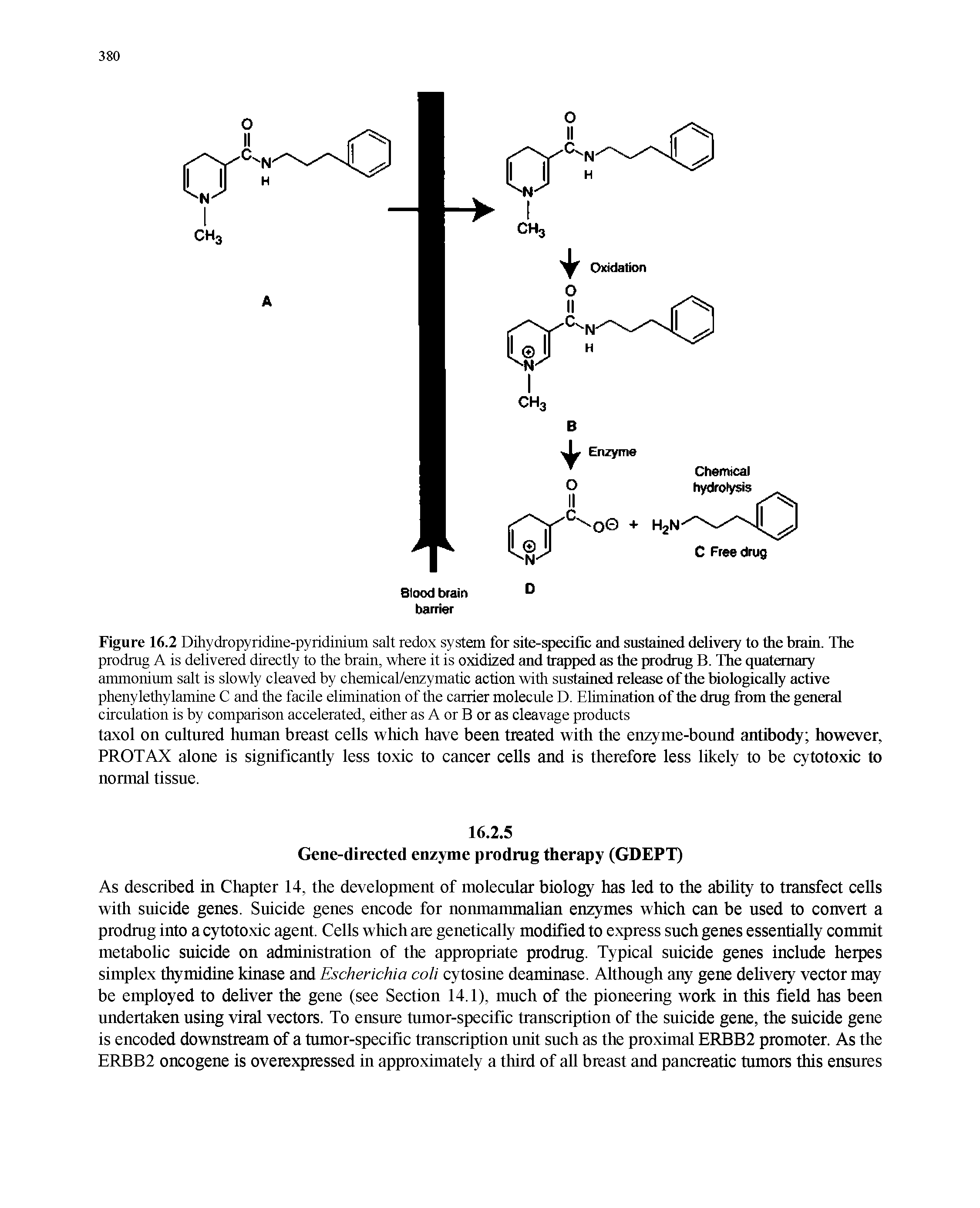 Figure 16.2 Dihydropyridine-pyridinium salt redox system for site-specific and sustained delivery to the brain. The prodrug A is delivered directly to the brain, where it is oxidized and trapped as the prodrug B. The quaternary ammonium salt is slowly cleaved by chemical/enzymatic action with sustained release of the biologically active phenylethylamine C and the facile elimination of the carrier molecule D. Elimination of the drug from the general circulation is by comparison accelerated, either as A or B or as cleavage products...