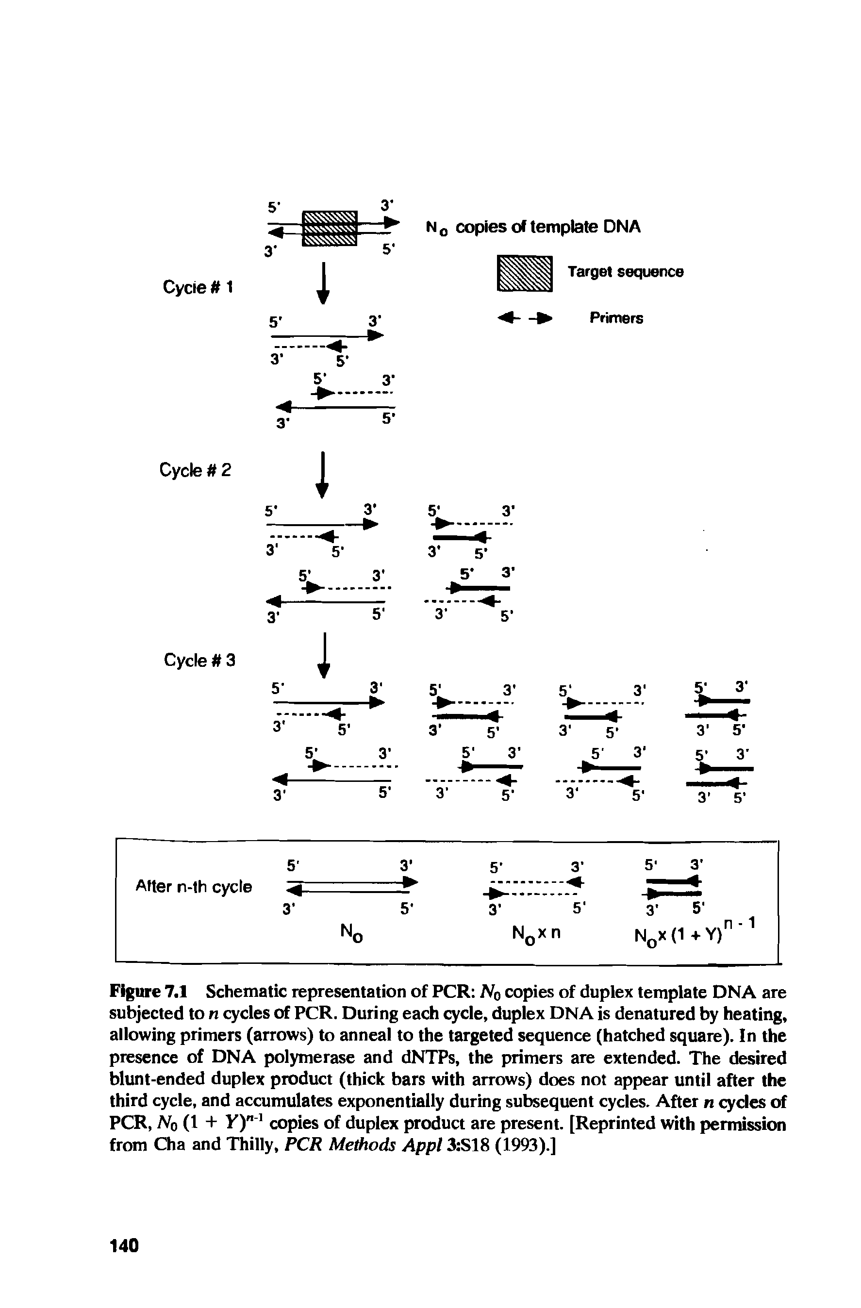 Figure 7.1 Schematic representation of PCR N0 copies of duplex template DNA are subjected to n cycles of PCR. During each cycle, duplex DNA is denatured by heating, allowing primers (arrows) to anneal to the targeted sequence (hatched square). In the presence of DNA polymerase and dNTPs, the primers are extended. The desired blunt-ended duplex product (thick bars with arrows) does not appear until after the third cycle, and accumulates exponentially during subsequent cycles. After n cycles of PCR, N0 (1 + Y)""1 copies of duplex product are present. [Reprinted with permission from Cha and Thilly, PCR Methods Appl 3 S18 (1993).]...