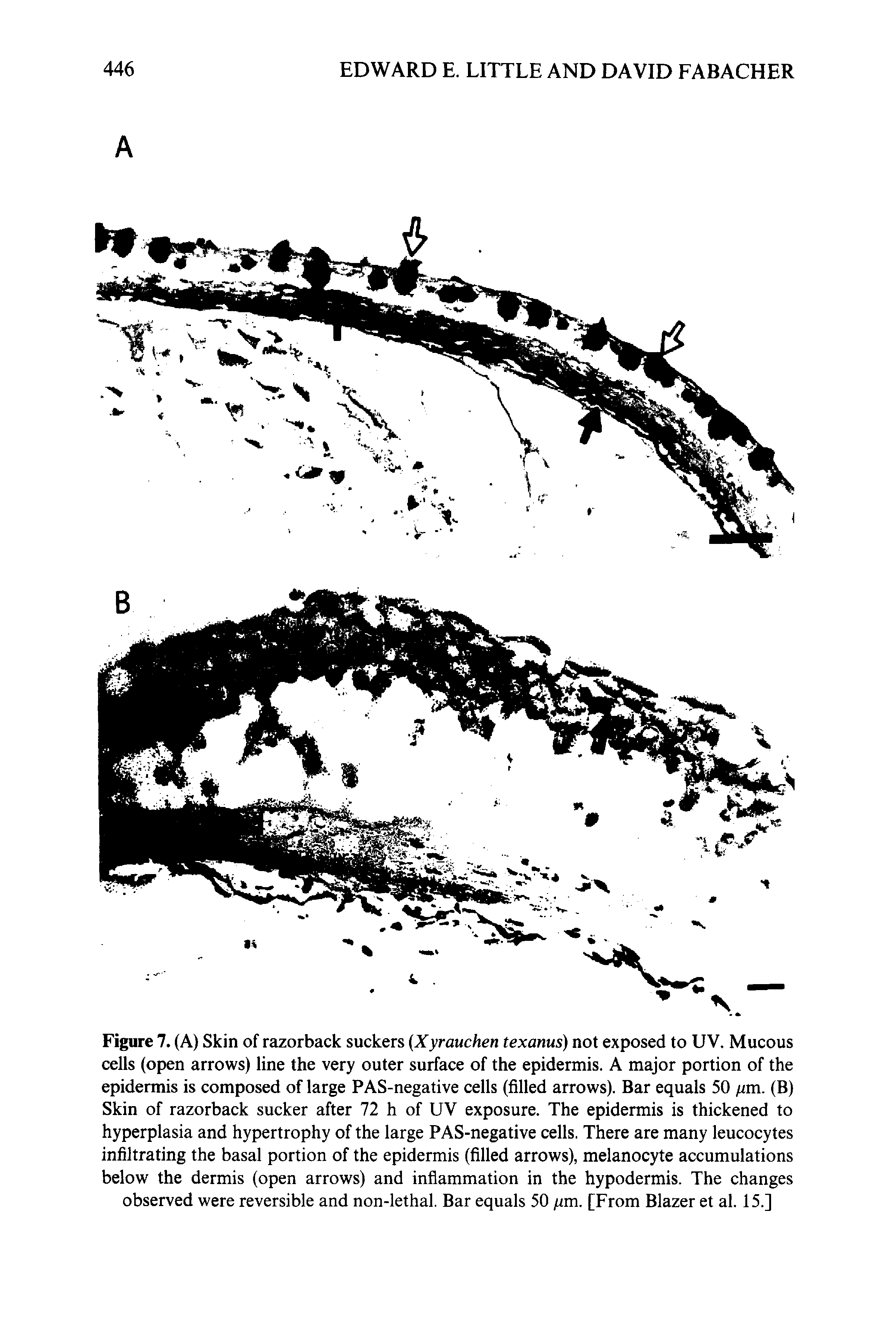 Figure 7. (A) Skin of razorback suckers Xyrauchen texanus) not exposed to UV. Mucous cells (open arrows) line the very outer surface of the epidermis. A major portion of the epidermis is composed of large PAS-negative cells (filled arrows). Bar equals 50 /zm. (B) Skin of razorback sucker after 72 h of UV exposure. The epidermis is thickened to hyperplasia and hypertrophy of the large PAS-negative cells. There are many leucocytes infiltrating the basal portion of the epidermis (filled arrows), melanocyte accumulations below the dermis (open arrows) and inflammation in the hypodermis. The changes observed were reversible and non-lethal. Bar equals 50 /zm. [From Blazer et al. 15.]...