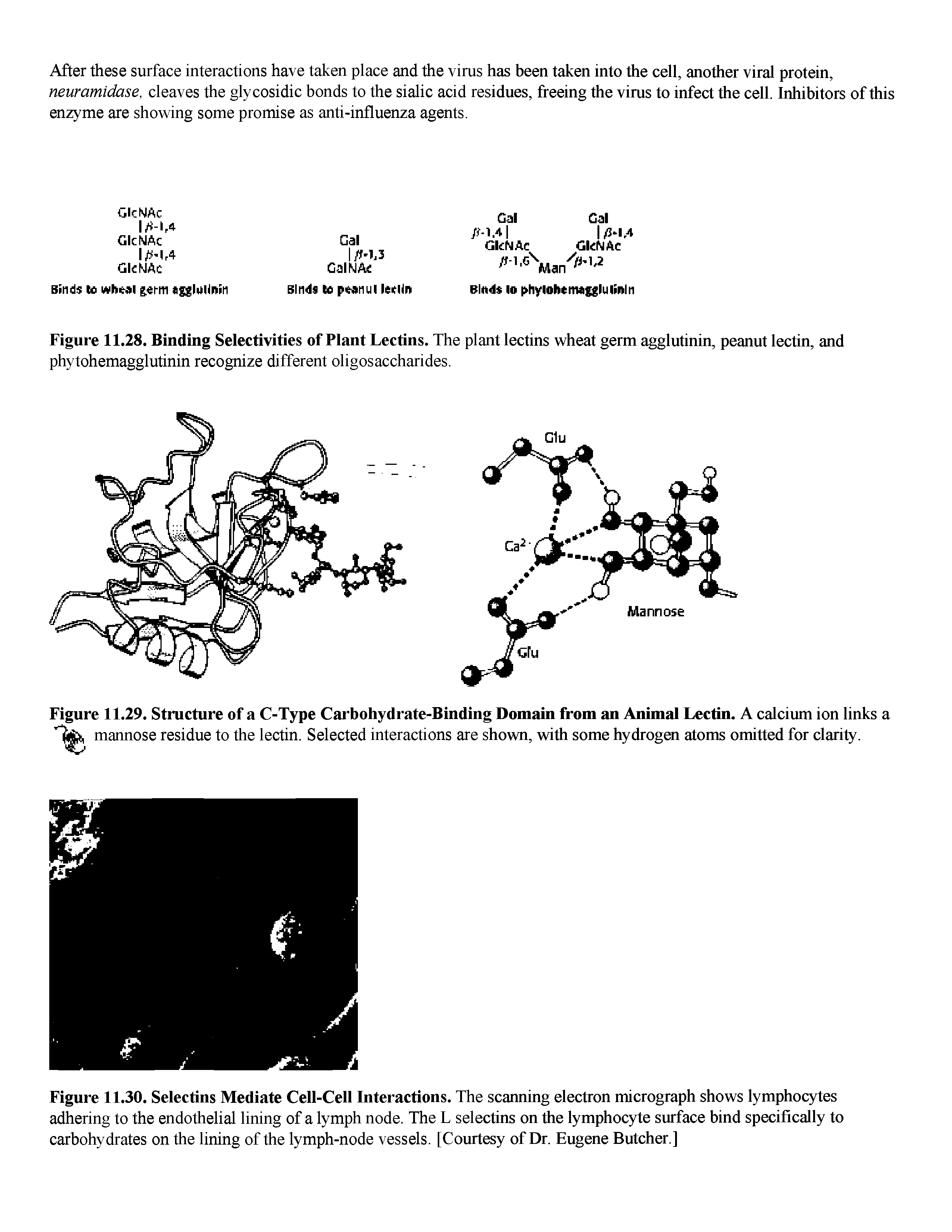 Figure 11.28. Binding Selectivities of Plant Lectins. The plant lectins wheat germ agglutinin, peanut lectin, and phytohemagglutinin recognize different oligosaccharides.