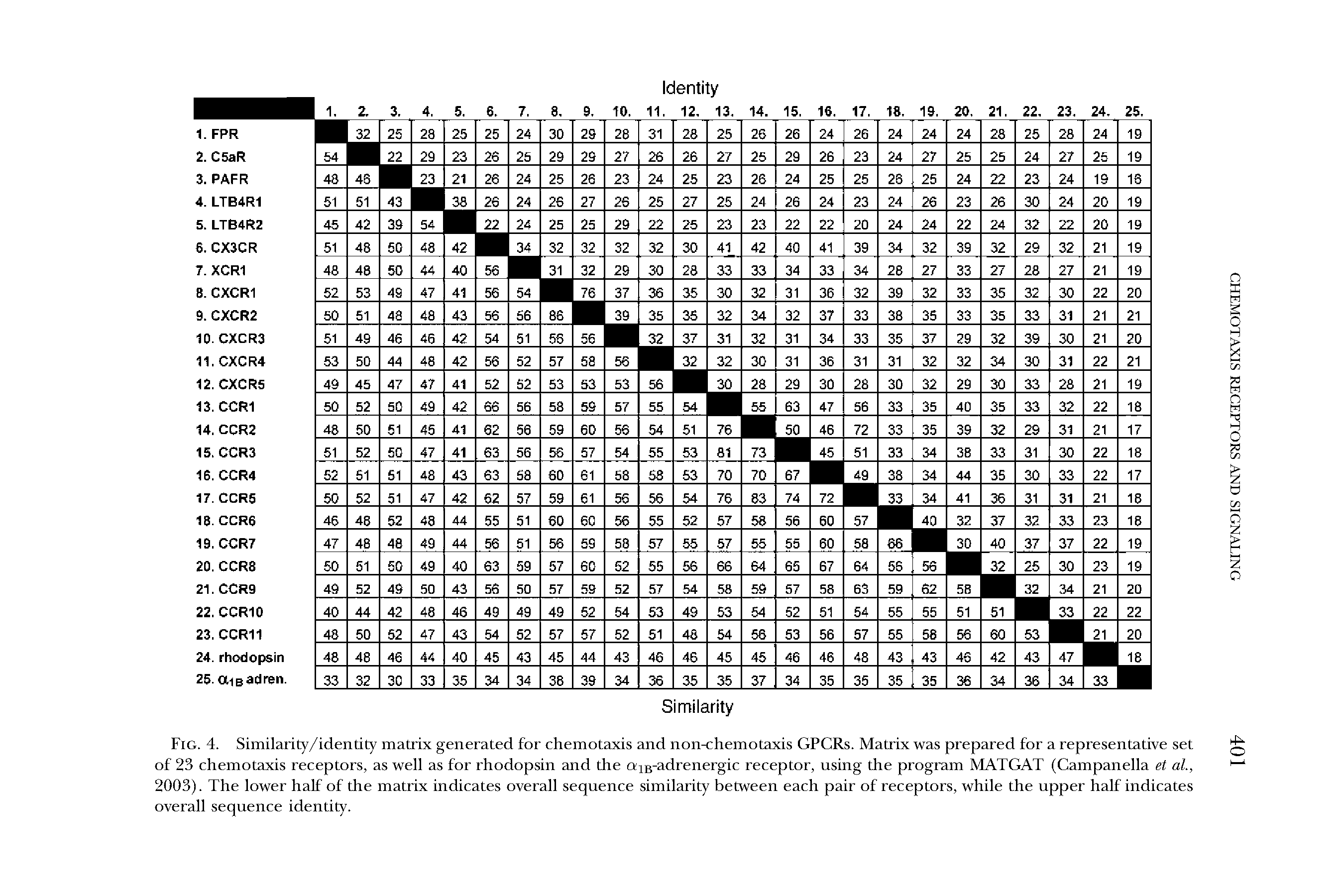 Fig. 4. Similarity/identity matrix generated for chemotaxis and non-chemotaxis GPCRs. Matrix was prepared for a representative set of 23 chemotaxis receptors, as well as for rhodopsin and the OiB-adrenergic receptor, using the program MATGAT (Gampanella et al, 2003). The lower half of the matrix indicates overall sequence similarity between each pair of receptors, while the upper half indicates overall sequence identity.