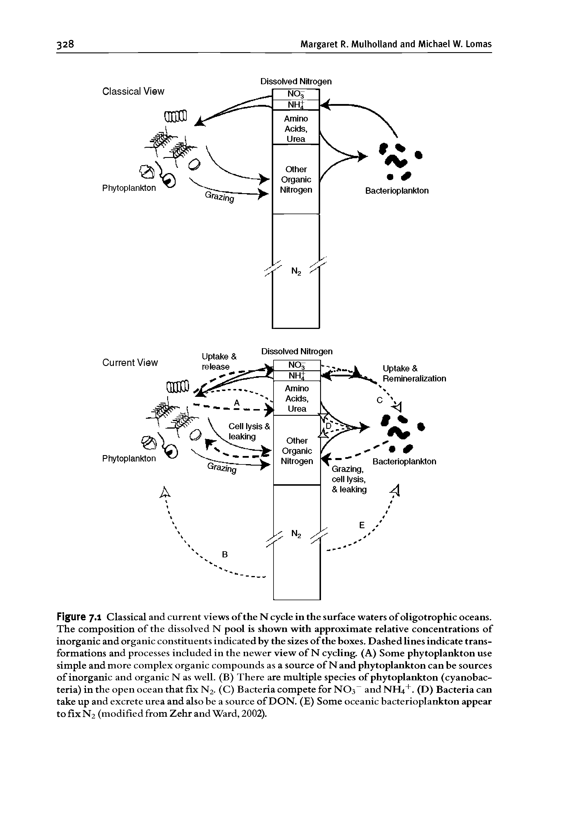 Figure 7.1 Classical and current views of the N cycle in the surface waters of oligotrophic oceans. The composition of the dissolved N pool is shown with approximate relative concentrations of inorganic and organic constituents indicated hy the sizes of the boxes. Dashed lines indicate transformations and processes included in the newer view of N cycling. (A) Some phytoplankton use simple and more complex organic compounds as a source of N and phytoplankton can he sources of inorganic and organic N as well. (B) There are multiple species of phytoplankton (cyanobacteria) in the open ocean that fix N2. (C) Bacteria compete for NOs and NH4+. (D) Bacteria can take up and excrete urea and also be a source of DON. (E) Some oceanic bacterioplankton appear to fix N2 (modified from Zehr and Ward, 2002).