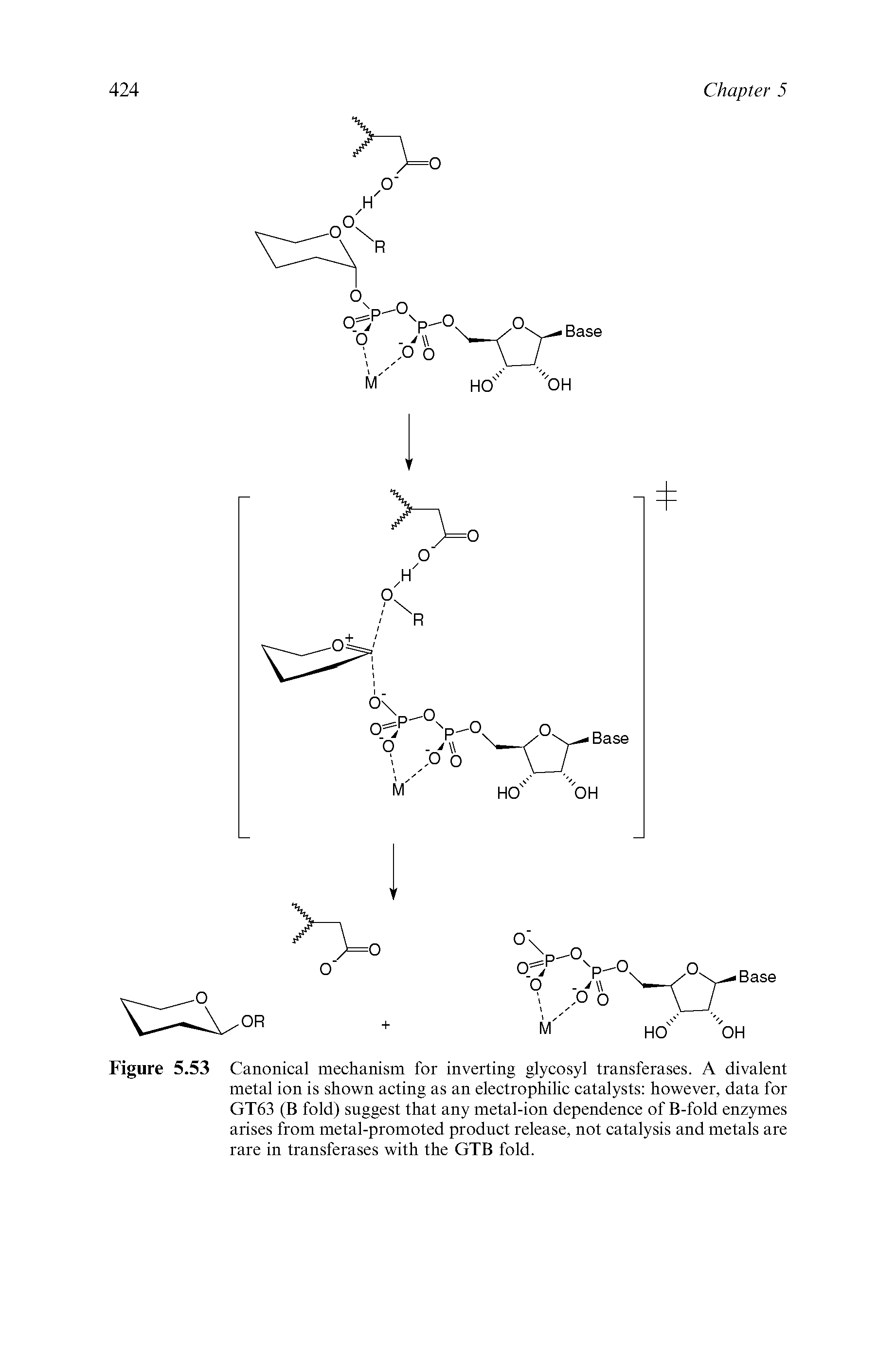 Figure 5.53 Canonical mechanism for inverting glycosyl transferases. A divalent metal ion is shown acting as an electrophilic catalysts however, data for GT63 (B fold) suggest that any metal-ion dependence of B-fold enzymes arises from metal-promoted product release, not catalysis and metals are rare in transferases with the GTB fold.