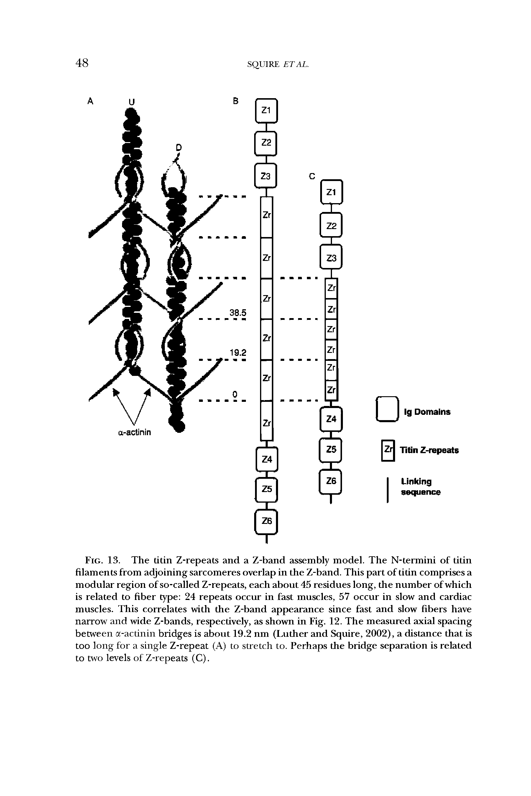 Fig. 13. The titin Z-repeats and a Z-band assembly model. The N-termini of titin filaments from adjoining sarcomeres overlap in the Z-band. This part of titin comprises a modular region of so-called Z-repeats, each about 45 residues long, the number of which is related to fiber type 24 repeats occur in fast muscles, 57 occur in slow and cardiac muscles. This correlates with the Z-band appearance since fast and slow fibers have narrow and wide Z-bands, respectively, as shown in Fig. 12. The measured axial spacing between a-actinin bridges is about 19.2 nm (Luther and Squire, 2002), a distance that is too long for a single Z-repeat (A) to stretch to. Perhaps the bridge separation is related to two levels of Z-repeats (C).