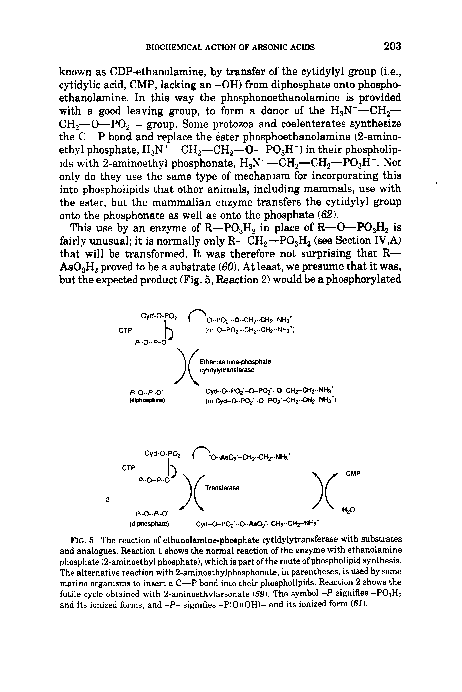 Fig. 5. The reaction of ethanolamine-phosphate cytidylytransferase with substrates and analogues. Reaction 1 shows the normal reaction of the enzyme with ethanolamine phosphate (2-aminoethyl phosphate), which is part of the route of phospholipid synthesis. The alternative reaction with 2-aminoethylphosphonate, in parentheses, is used by some marine organisms to insert a C—P bond into their phospholipids. Reaction 2 shows the futile cycle obtained with 2-aminoethylarsonate (59). The symbol -P signifies -P03H2 and its ionized forms, and -P- signifies -P(0)(0H)- and its ionized form (61).