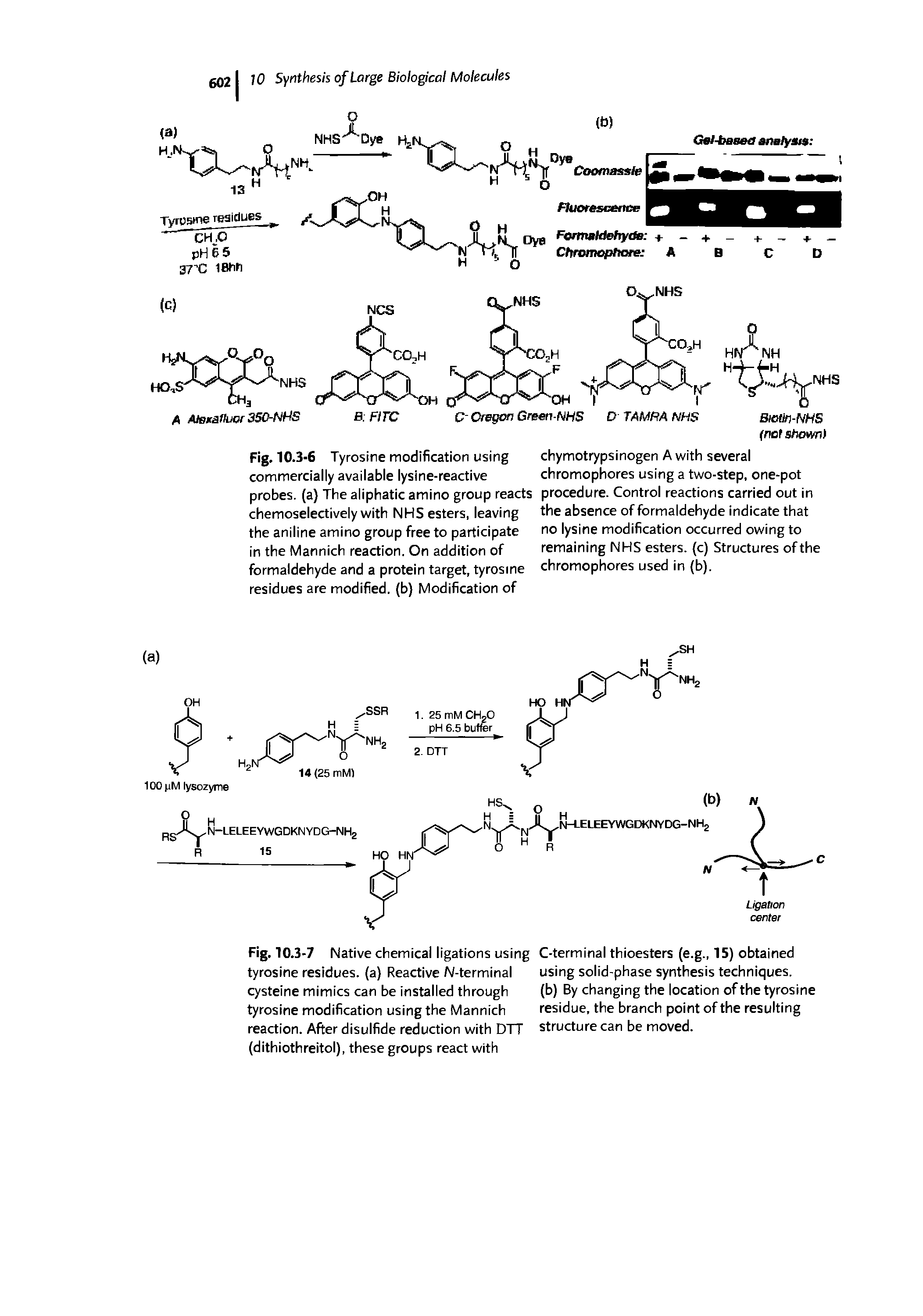 Fig. 10.3-6 Tyrosine modification using commercially available lysine-reactive probes, (a) The aliphatic amino group reacts chemoselectively with NHS esters, leaving the aniline amino group free to participate in the Mannich reaction. On addition of formaldehyde and a protein target, tyrosine residues are modified, (b) Modification of...