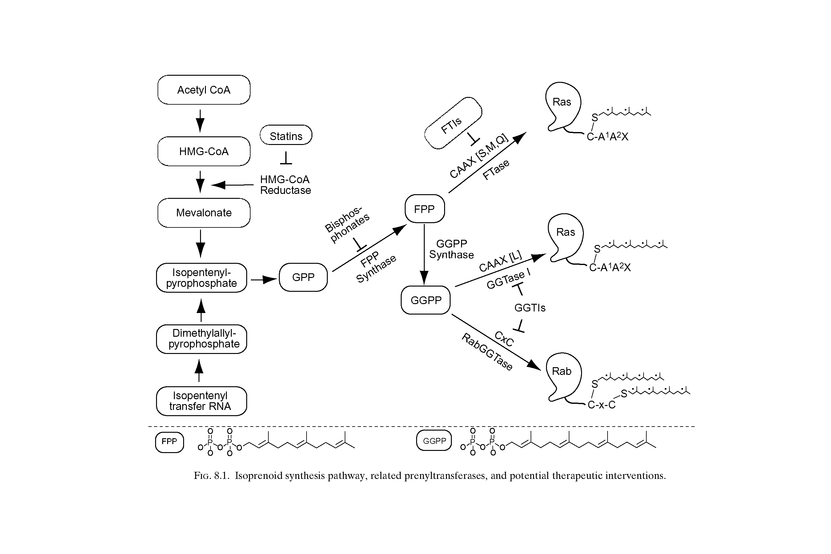 Fig. 8.1. Isoprenoid synthesis pathway, related prenyltransferases, and potential therapeutic interventions.