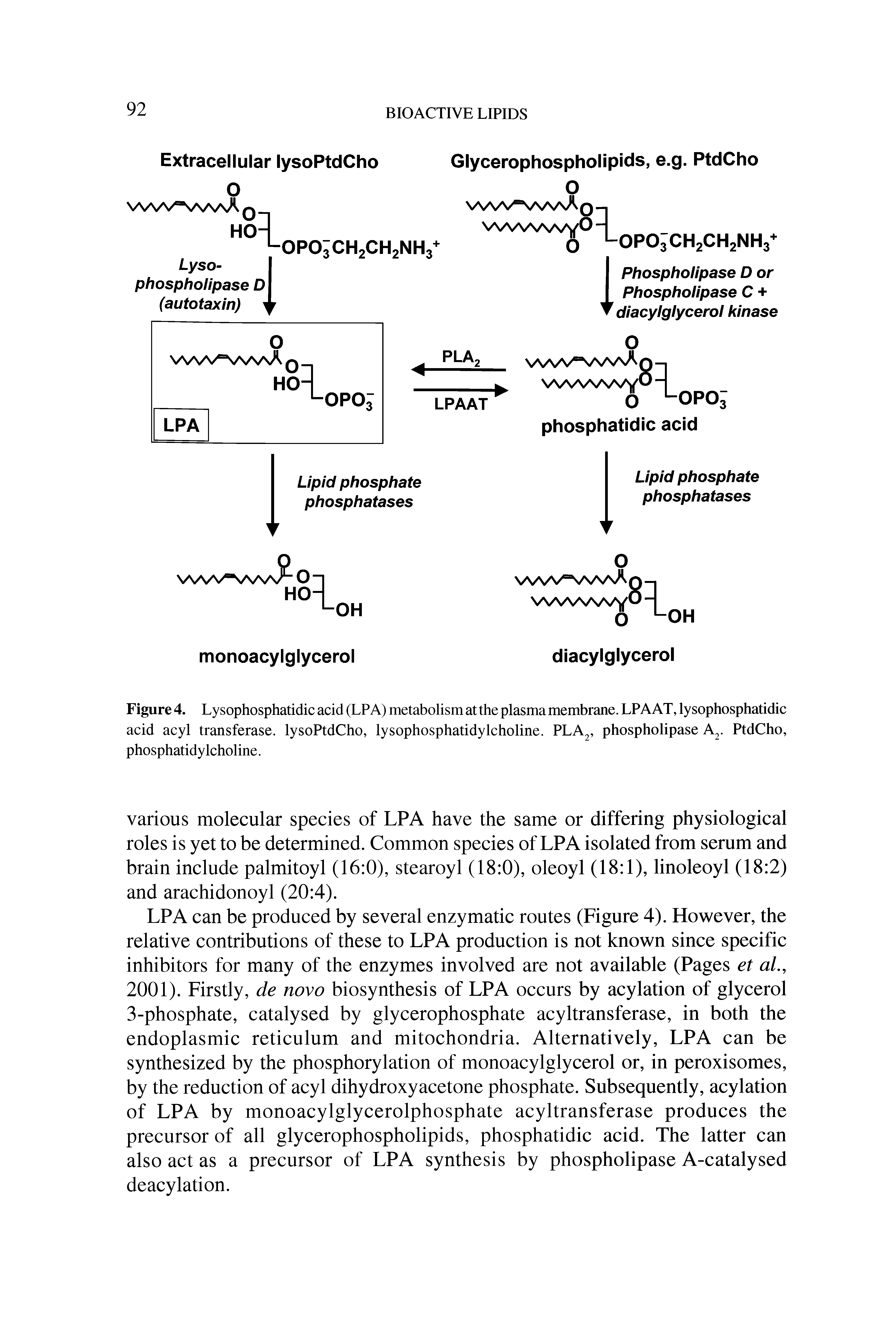 Figure 4. Lysophosphatidic acid (LPA) metabolism at the plasma membrane. LPAAT, lysophosphatidic acid acyl transferase. lysoPtdCho, lysophosphatidylcholine. PLA2, phospholipase A. PtdCho, phosphatidylcholine.