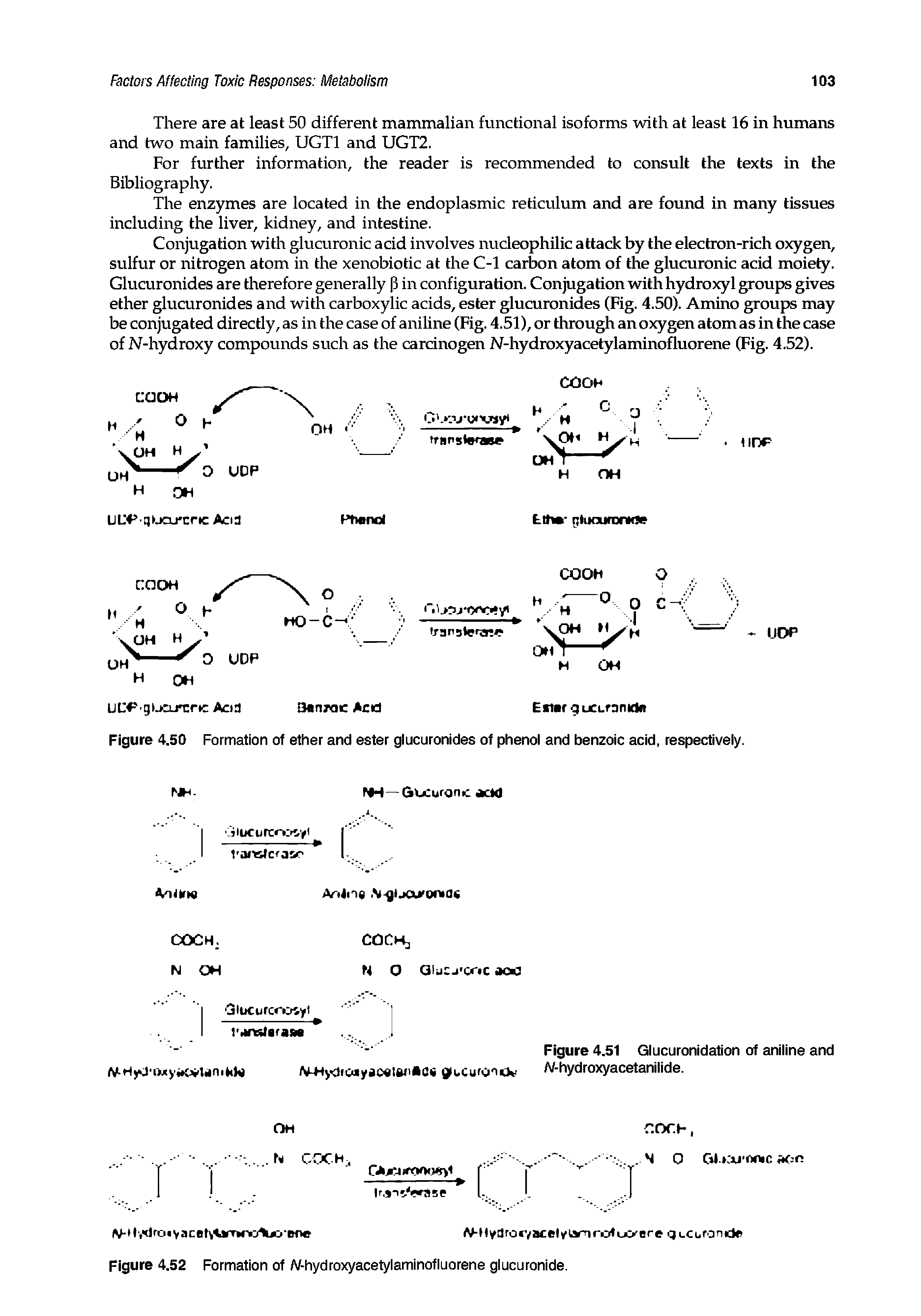 Figure 4.50 Formation of ether and ester glucuronides of phenol and benzoic acid, respectively.