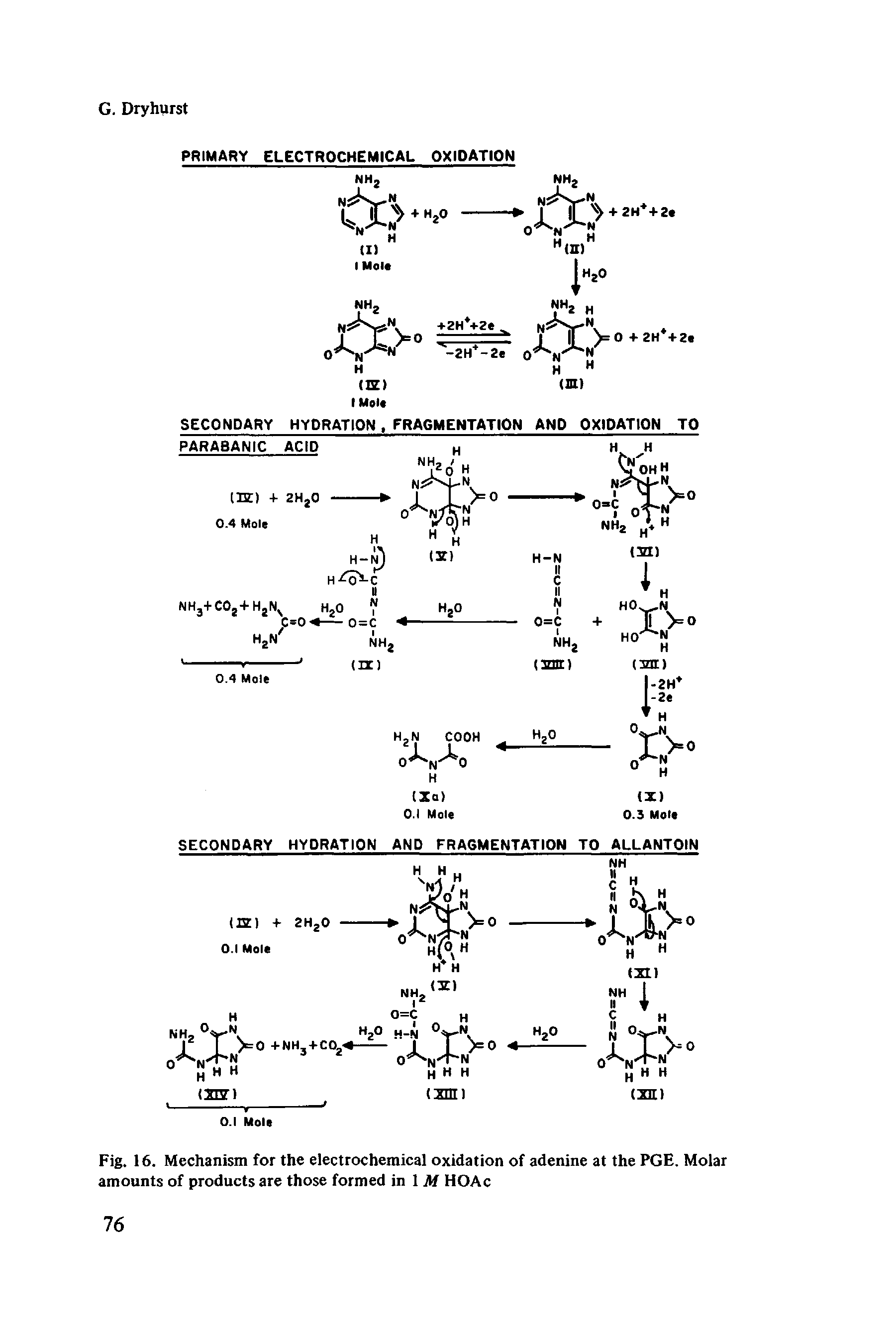 Fig. 16. Mechanism for the electrochemical oxidation of adenine at the PGE. Molar amounts of products are those formed in 1 M HOAc...