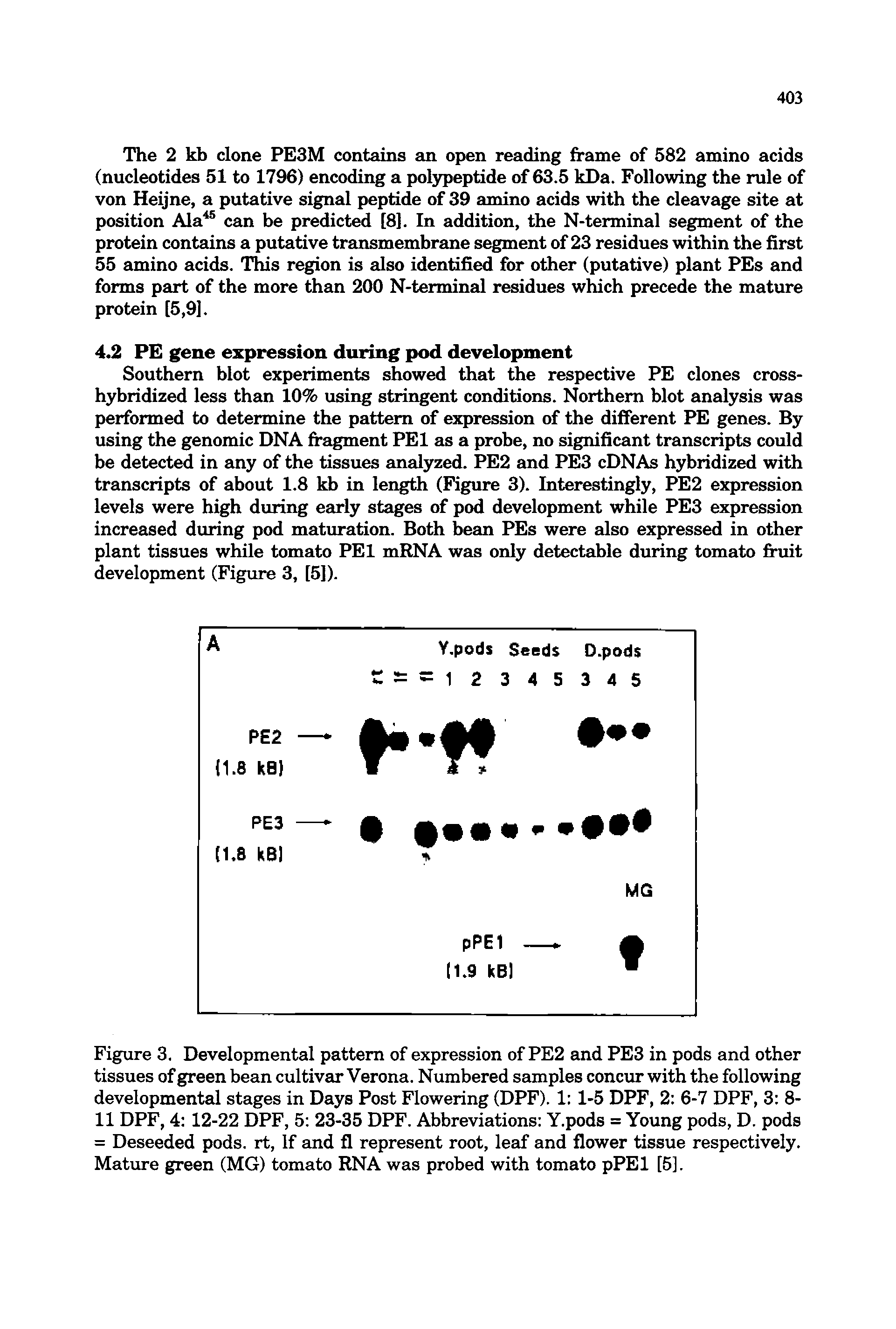 Figure 3. Developmental pattern of expression of PE2 and PE3 in pods and other tissues of green bean cultivar Verona. Numbered samples concur with the following developmental stages in Days Post Flowering (DPF). 1 1-5 DPF, 2 6-7 DPF, 3 8-11 DPF, 4 12-22 DPF, 5 23-35 DPF. Abbreviations Y.pods = Young pods, D. pods = Deseeded pods, rt. If and fl represent root, leaf and flower tissue respectively. Mature green (MG) tomato RNA was probed with tomato pPEl [5],...