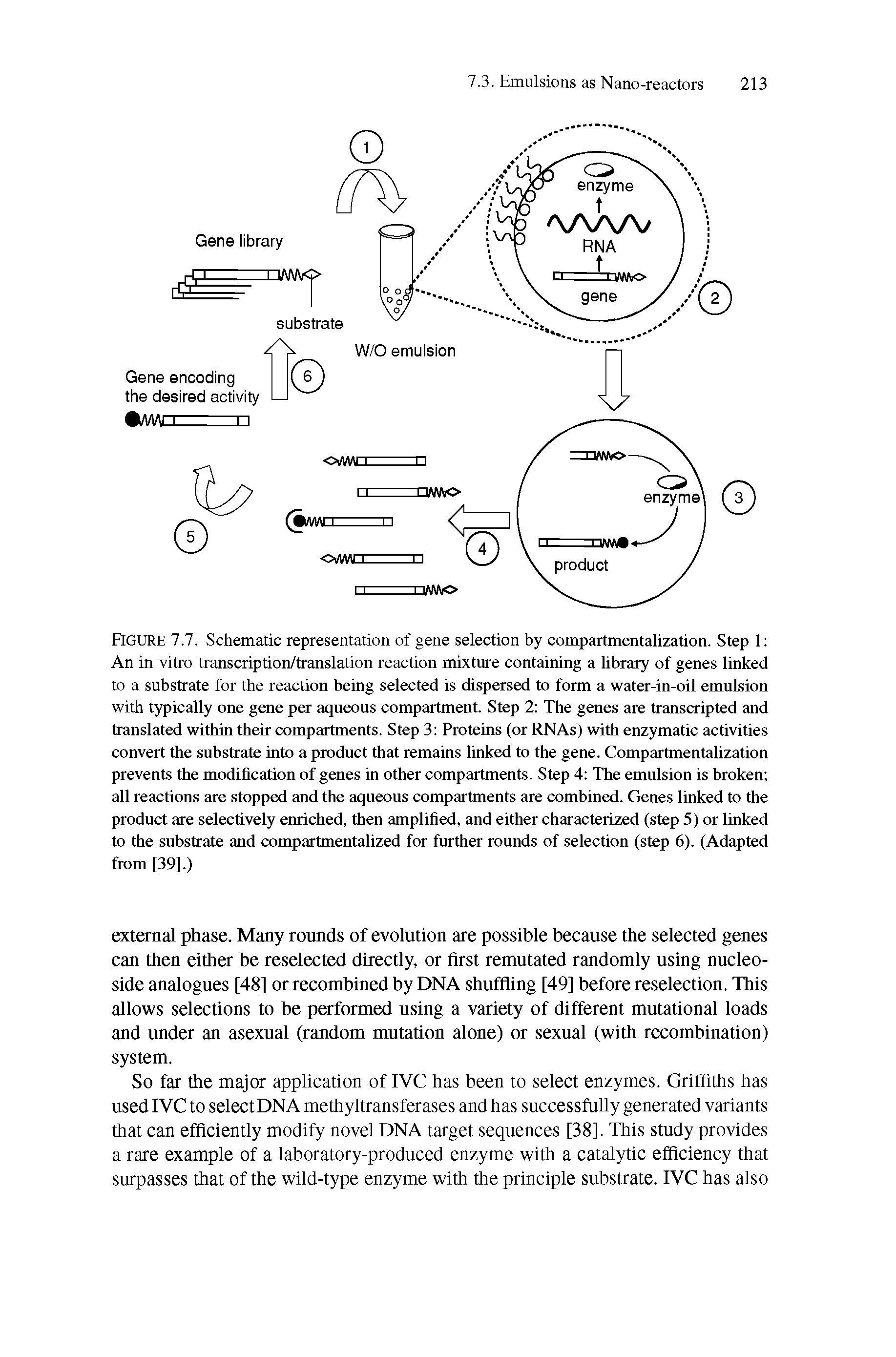 Figure 7.7. Schematic representation of gene selection by compartmentalization. Step 1 An in vitro transcription/translation reaction mixture containing a library of genes linked to a substrate for the reaction being selected is dispersed to form a water-in-oil emulsion with typically one gene per aqueous compartment. Step 2 The genes are transcripted and translated within their compartments. Step 3 Proteins (or RNAs) with enzymatic activities convert the substrate into a product that remains linked to the gene. Compartmentalization prevents the modification of genes in other compartments. Step 4 The emulsion is broken all reactions are stopped and the aqueous compartments are combined. Genes linked to the product are selectively enriched, then amplified, and either characterized (step 5) or linked to the substrate and compartmentalized for further rounds of selection (step 6). (Adapted from [39].)...