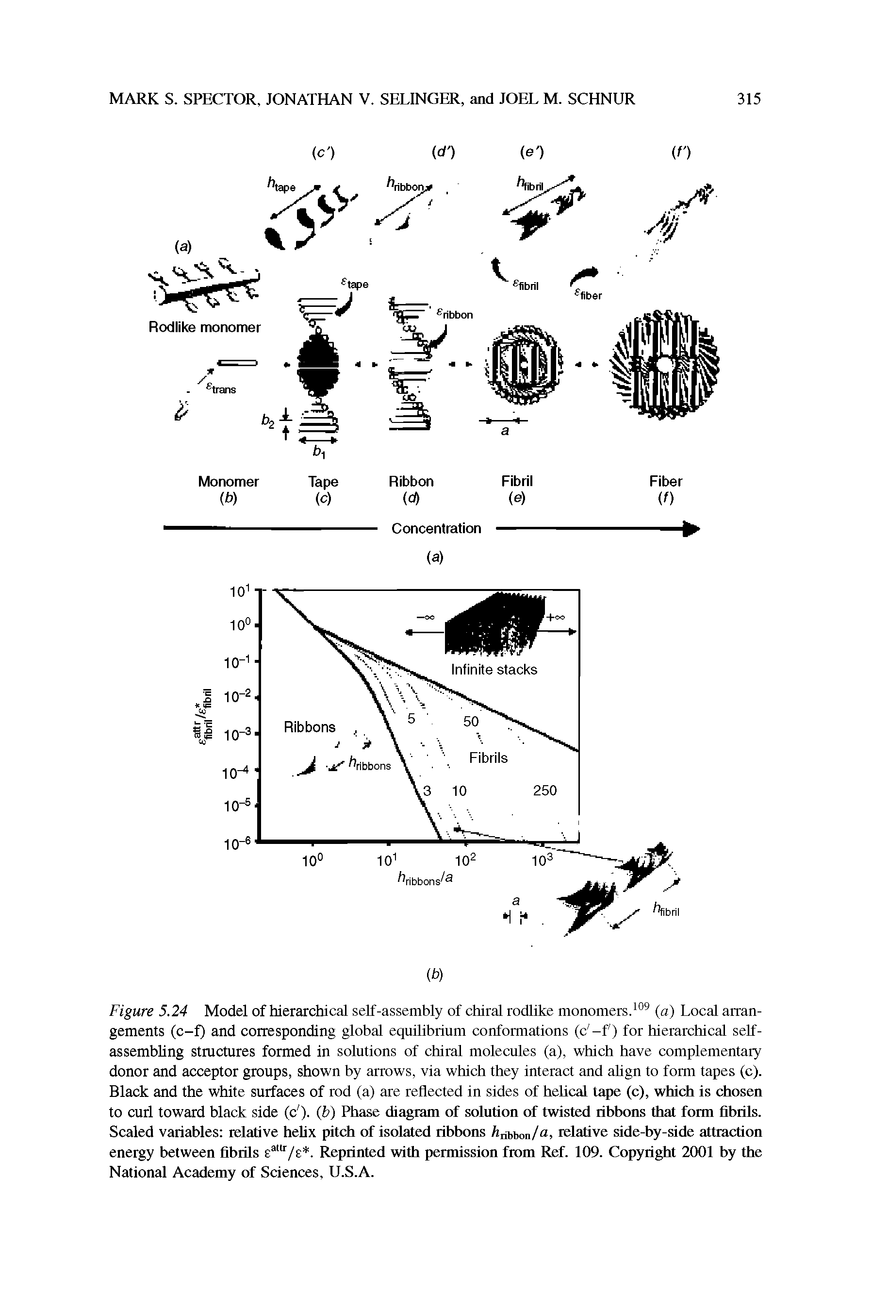 Figure 5.24 Model of hierarchical self-assembly of chiral rodlike monomers.109 (a) Local arrangements (c-f) and corresponding global equilibrium conformations (c -f) for hierarchical selfassembling structures formed in solutions of chiral molecules (a), which have complementary donor and acceptor groups, shown by arrows, via which they interact and align to form tapes (c). Black and the white surfaces of rod (a) are reflected in sides of helical tape (c), which is chosen to curl toward black side (c ). (b) Phase diagram of solution of twisted ribbons that form fibrils. Scaled variables relative helix pitch of isolated ribbons h hh /a. relative side-by-side attraction energy between fibrils eaur/e. Reprinted with permission from Ref. 109. Copyright 2001 by the National Academy of Sciences, U.S.A.