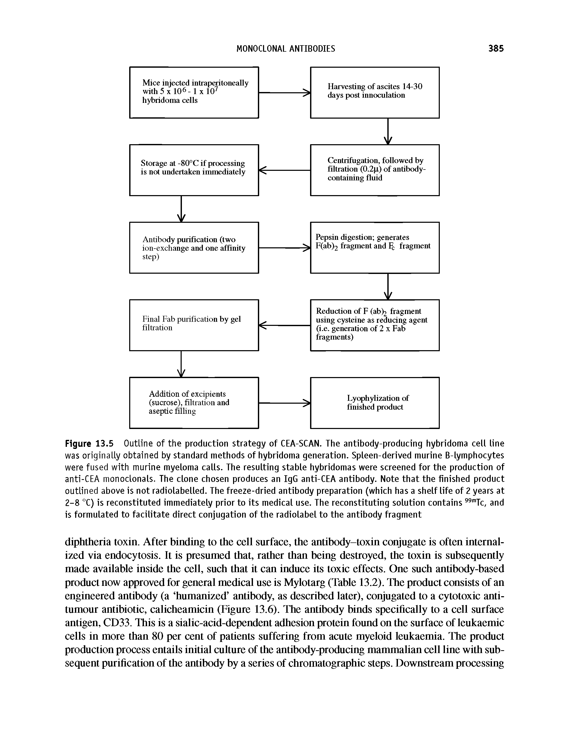 Figure 13.5 Outline of the production strategy of CEA-SCAN. The antibody-producing hybridoma cell line was originally obtained by standard methods of hybridoma generation. Spleen-derived murine B-lymphocytes were fused with murine myeloma calls. The resulting stable hybridomas were screened for the production of anti-CEA monoclonals. The clone chosen produces an IgG anti-CEA antibody. Note that the finished product outlined above is not radiolabelled. The freeze-dried antibody preparation (which has a shelf life of 2 years at 2-8 °C) is reconstituted immediately prior to its medical use. The reconstituting solution contains 99mTc, and is formulated to facilitate direct conjugation of the radiolabel to the antibody fragment...