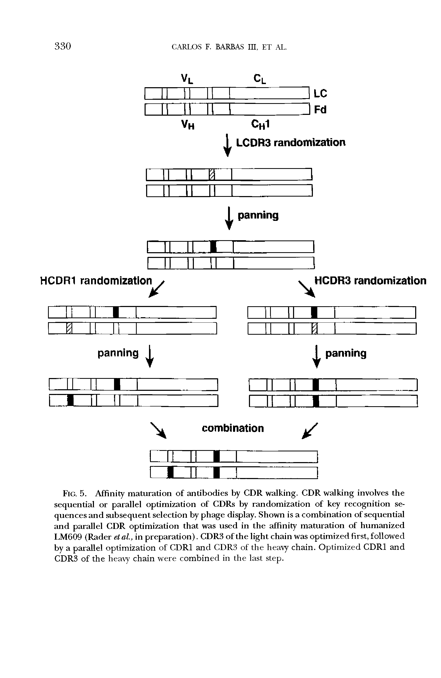 Fig. 5. Affinity maturation of antibodies by CDR walking. CDR walking involves the sequential or parallel optimization of CDRs by randomization of key recognition sequences and subsequent selection by phage display. Shown is a combination of sequential and parallel CDR optimization that was used in the affinity maturation of humanized LM609 (Rader et al, in preparation). CDR3 of the light chain was optimized first, followed by a parallel optimization of CDR1 and CDR3 of the heavy chain. Optimized CDR1 and CDR3 of the heavy chain were combined in the last step.