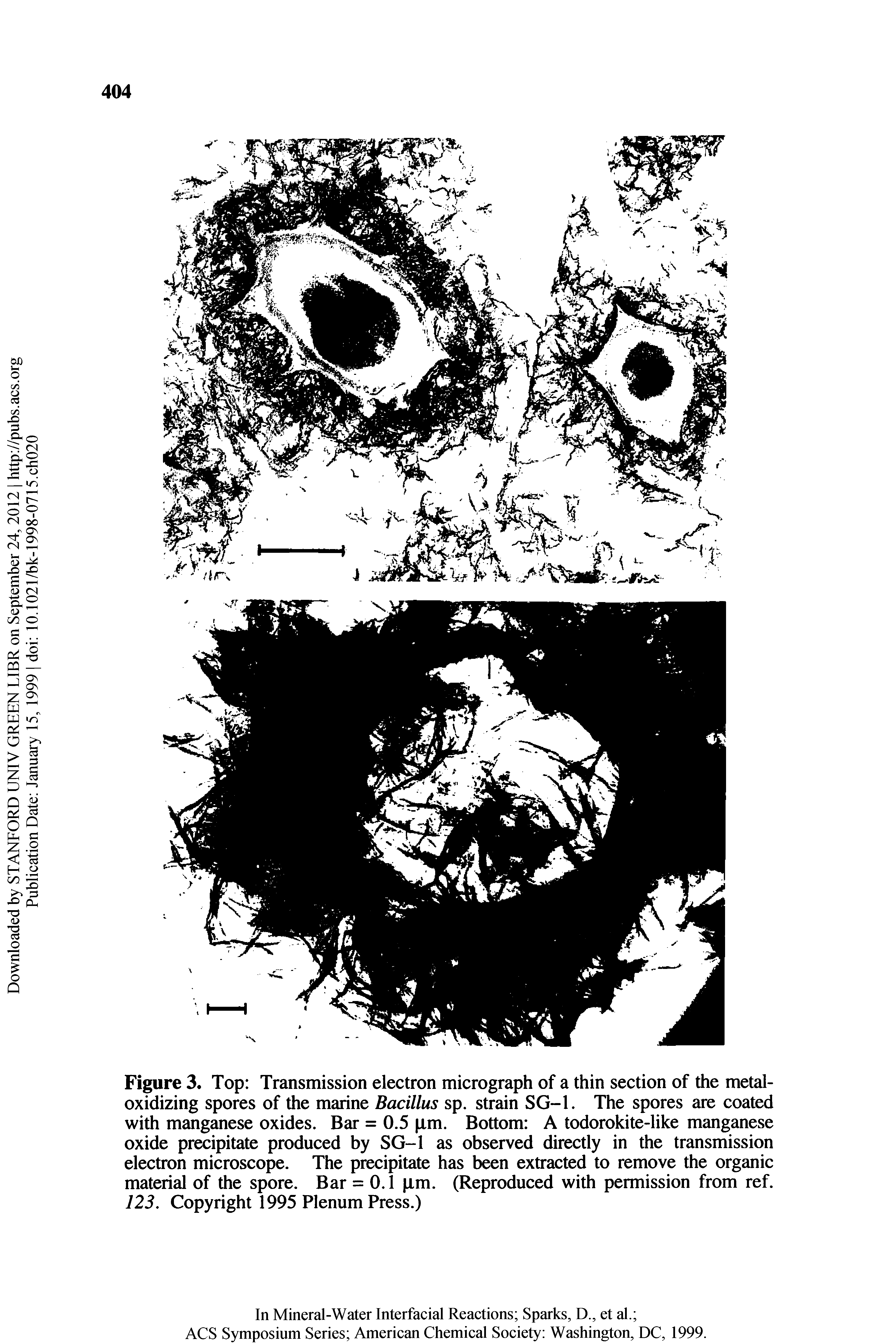 Figure 3. Top Transmission electron micrograph of a thin section of the metal-oxidizing spores of the marine Bacillus sp. strain SG-1. The spores are coated with manganese oxides. Bar = 0.5 xm. Bottom A todorokite-like manganese oxide precipitate produced by SG-1 as observed directly in the transmission electron microscope. The precipitate has been extracted to remove the organic material of the spore. Bar = 0.1 im. (Reproduced with permission from ref. 123, Copyright 1995 Plenum Press.)...
