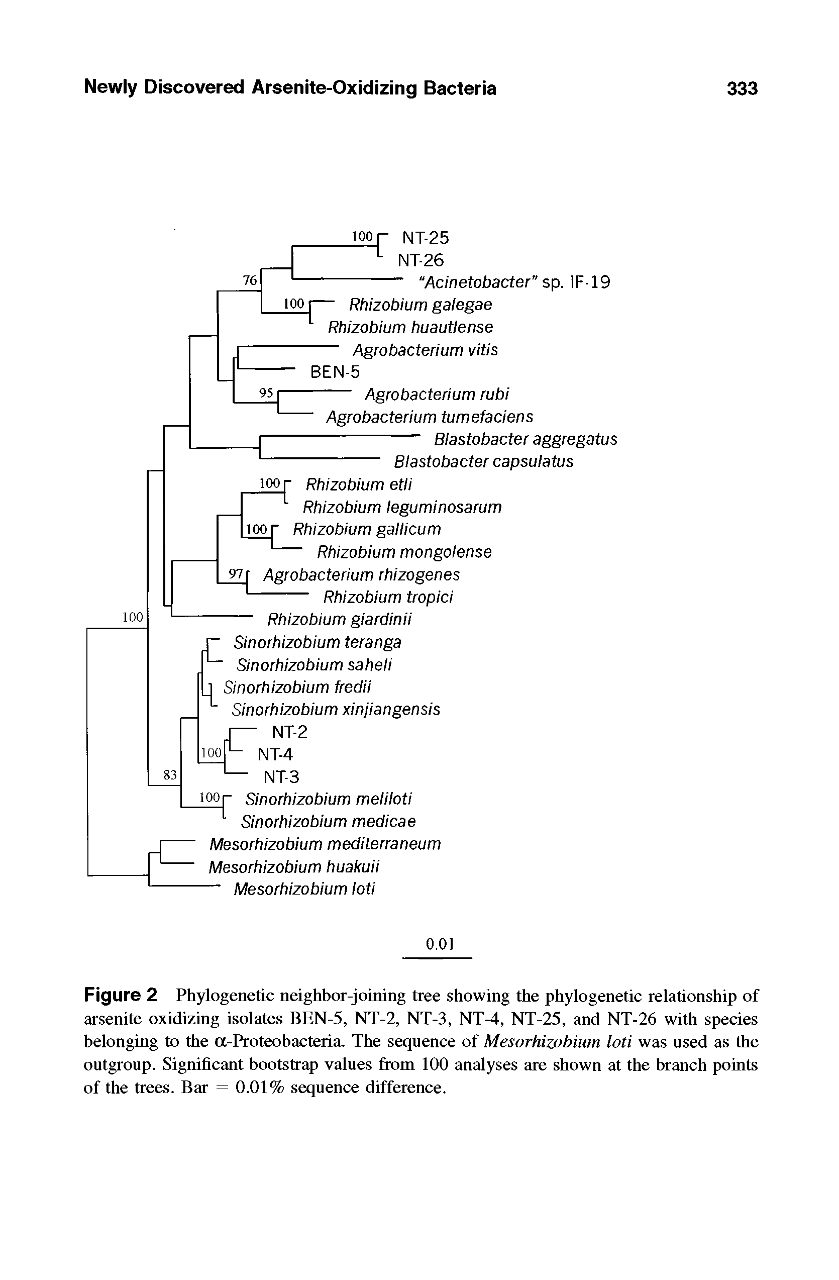 Figure 2 Phylogenetic neighbor-joining tree showing the phylogenetic relationship of arsenite oxidizing isolates BEN-5, NT-2, NT-3, NT-4, NT-25, and NT-26 with species belonging to the a-Proteobacteria. The sequence of Mesorhizobium loti was used as the outgroup. Significant bootstrap values from 100 analyses are shown at the branch points of the trees. Bar = 0.01% sequence difference.