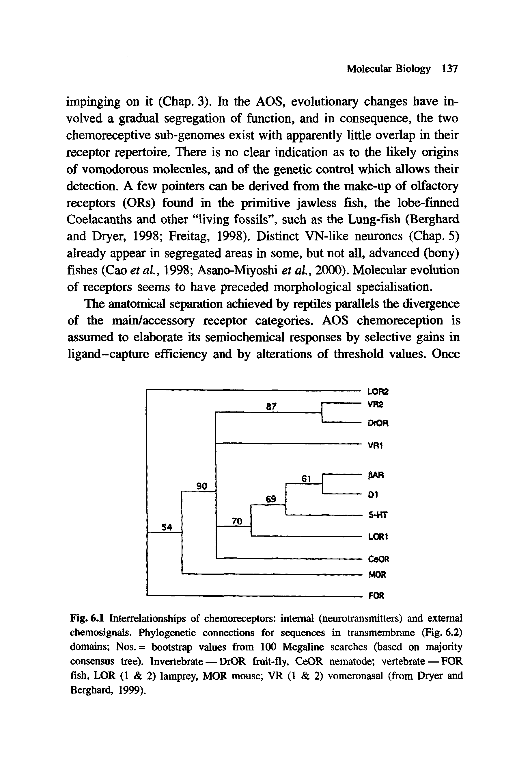Fig. 6.1 Interrelationships of chemoreceptors internal (neurotransmitters) and external chemosignals. Phylogenetic connections for sequences in transmembrane (Fig. 6.2) domains Nos. = bootstrap values from 100 Megaline searches (based on majority consensus tree). Invertebrate — DrOR fruit-fly, CeOR nematode vertebrate — FOR fish, LOR (1 2) lamprey, MOR mouse VR (1 2) vomeronasal (from Dryer and Berghard, 1999).