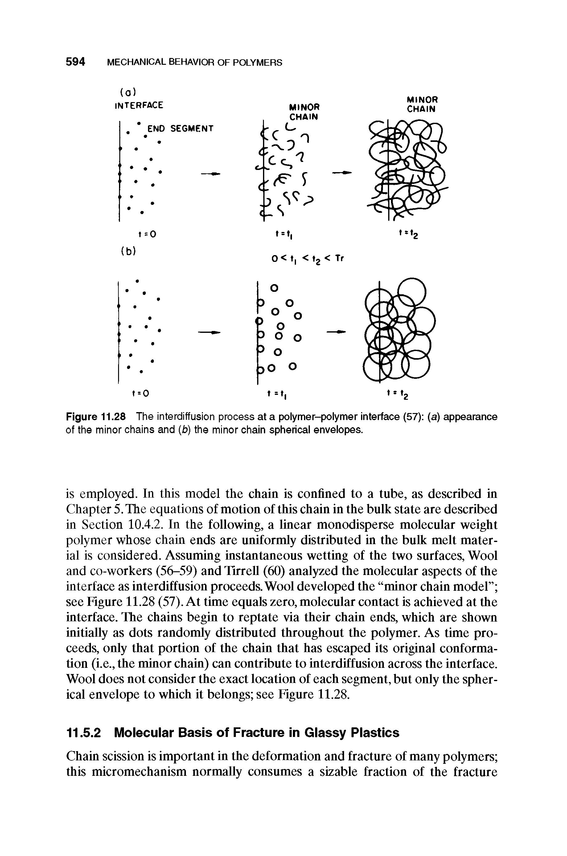 Figure 11.28 The interdiffusion process at a polymer-polymer interface (57) (a) appearance of the minor chains and (b) the minor chain spherical envelopes.