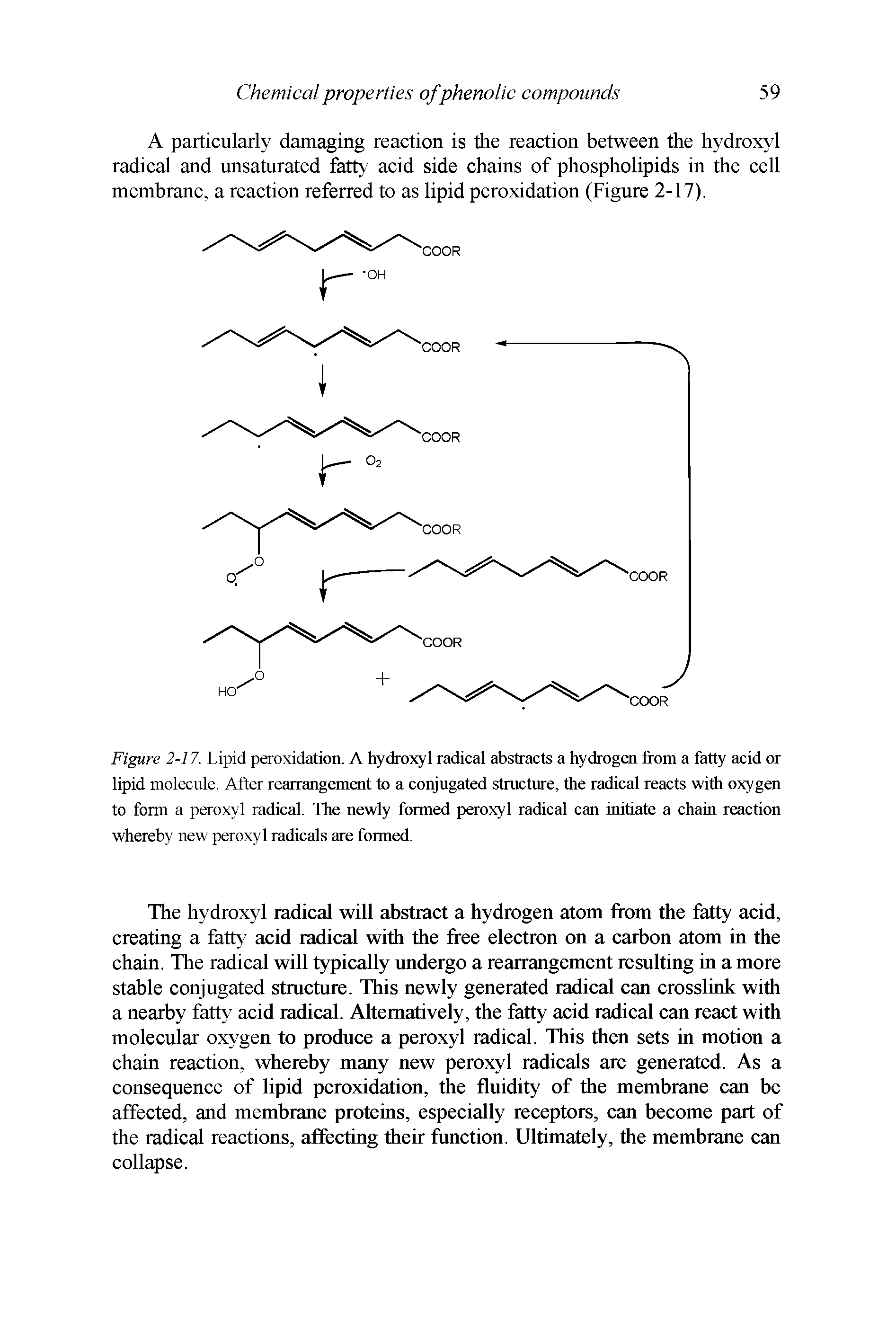 Figure 2-17. Lipid peroxidation. A hydroxyl radical abstracts a hydrogen from a fatty acid or lipid molecule. After rearrangement to a conjugated structure, the radical reacts with oxygen to form a peroxyl radical. The newly formed peroxyl radical can initiate a chain reaction whereby new peroxyl radicals are formed.