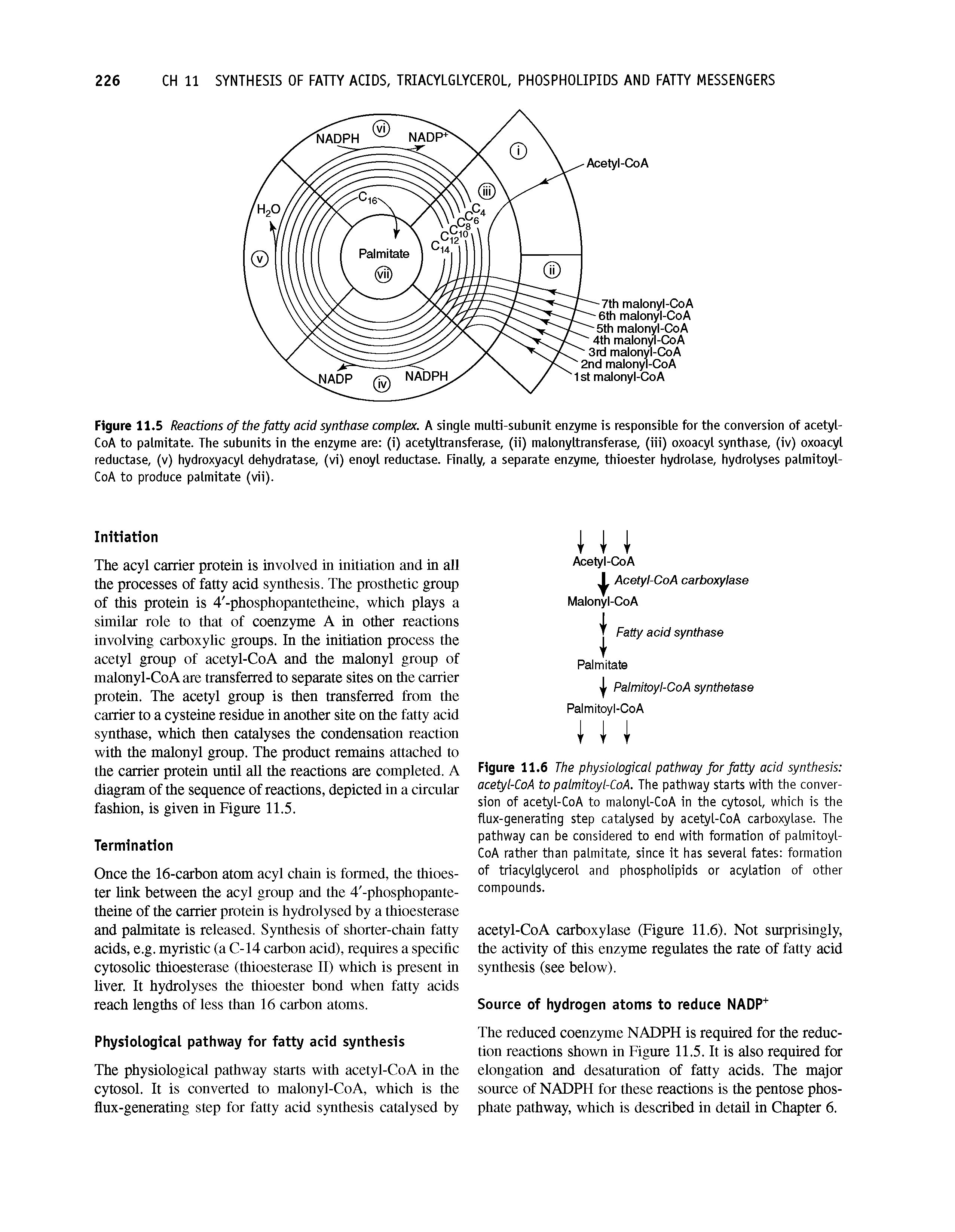 Figure 11.5 Reactions of the fatty acid synthase complex. A single multi-subunit enzyme is responsible for the conversion of acetyl-CoA to palmitate. The subunits in the enzyme are (i) acetyltransferase, (ii) malonyltransferase, (iii) oxoacyl synthase, (iv) oxoacyl reductase, (v) hydroxyacyl dehydratase, (vi) enoyl reductase. Finally, a separate enzyme, thioester hydrolase, hydrolyses palmitoyl-CoA to produce palmitate (vii).