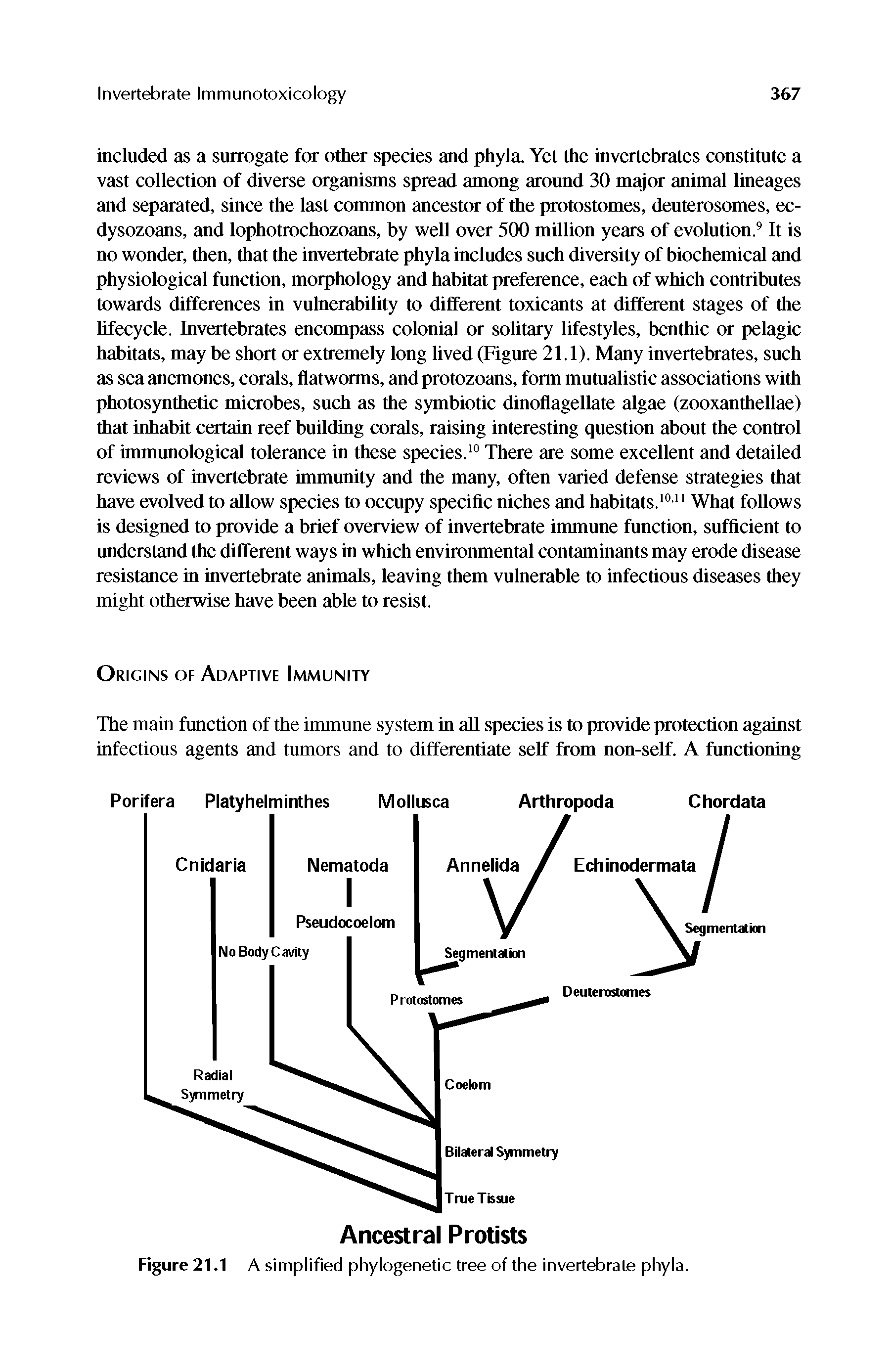 Figure 21.1 A simplified phylogenetic tree of the invertebrate phyla.