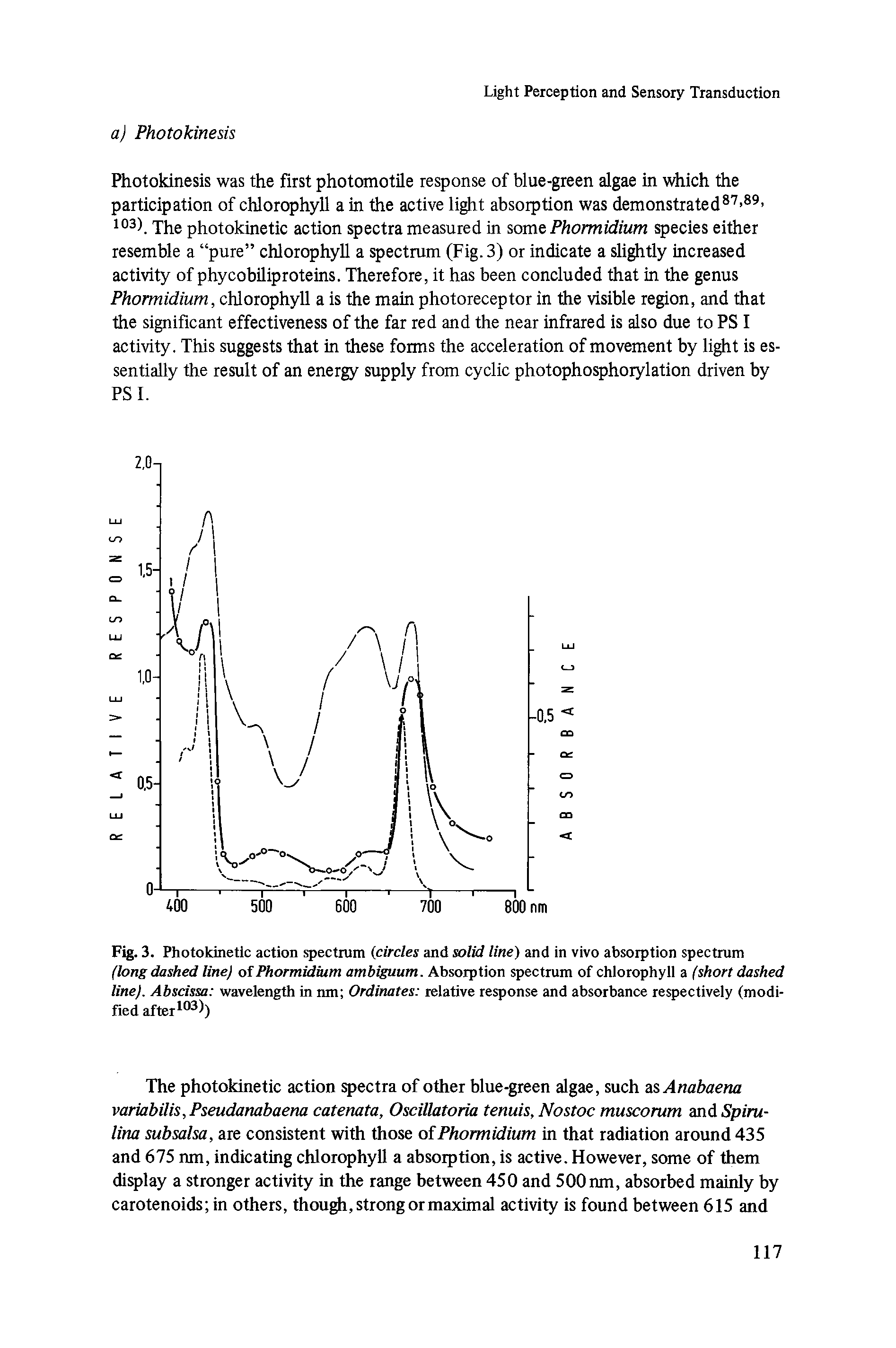 Fig. 3. Photokinetic action spectrum (circles and solid line) and in vivo absorption spectrum (long dashed line) of Phormidium ambiguum. Absorption spectrum of chlorophyll a (short dashed line). Abscissa wavelength in nm Ordinates relative response and absorbance respectively (modified after103 )...