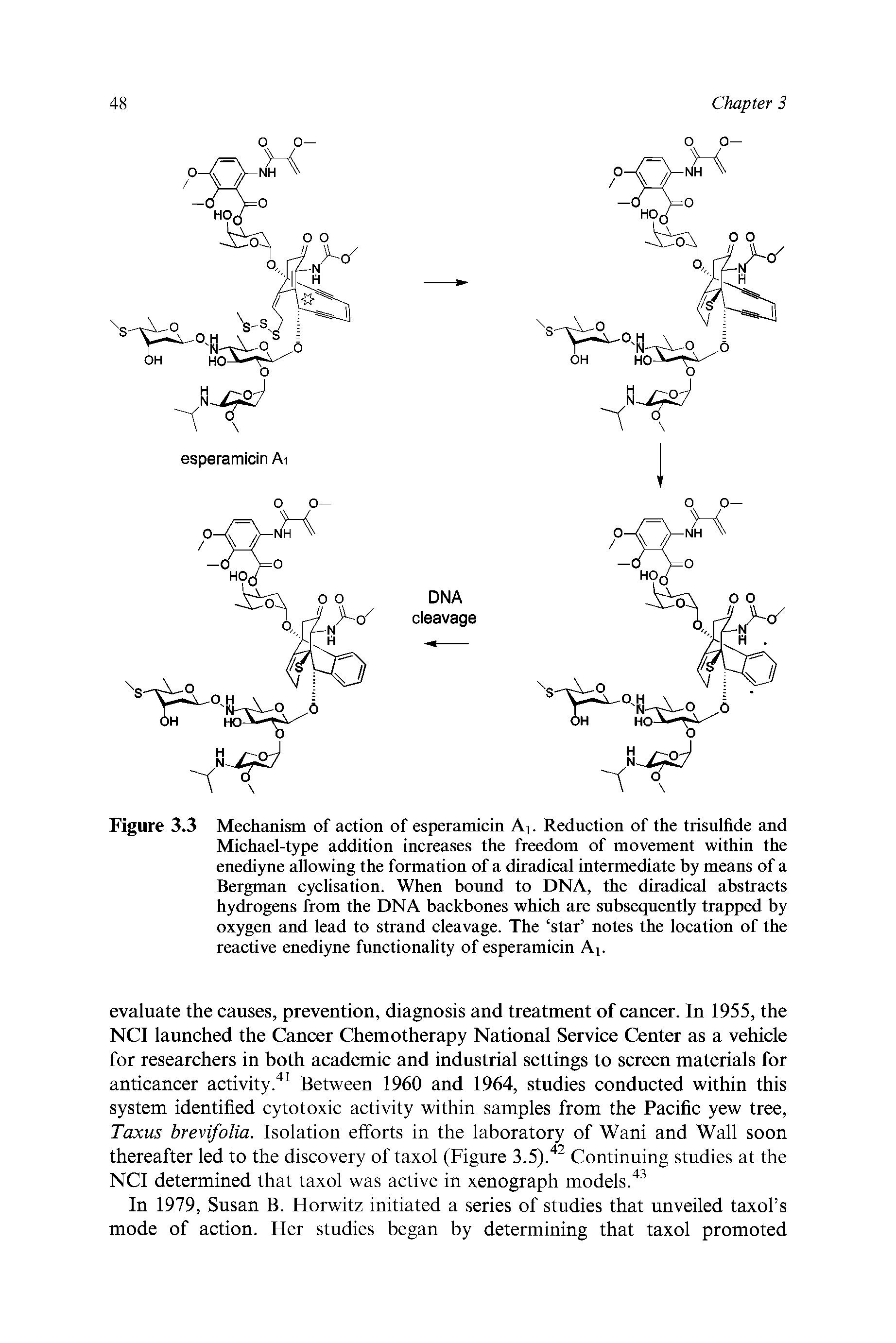 Figure 3.3 Mechanism of action of esperamicin A i. Reduction of the trisulfide and Michael-type addition increases the freedom of movement within the enediyne allowing the formation of a diradical intermediate by means of a Bergman cyclisation. When bound to DNA, the diradical abstracts hydrogens from the DNA backbones which are subsequently trapped by oxygen and lead to strand cleavage. The star notes the location of the reactive enediyne functionality of esperamicin Ai.