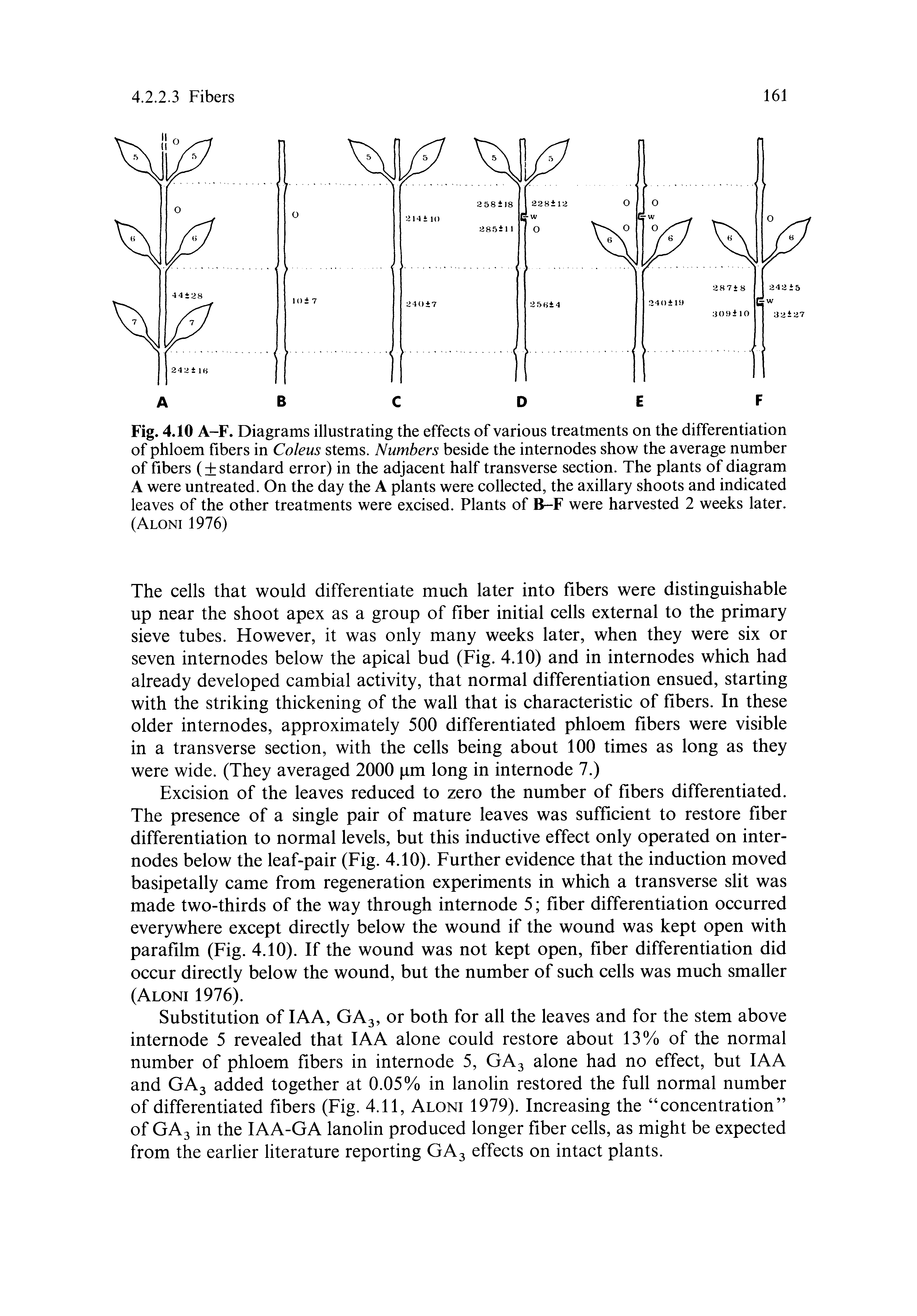 Fig. 4.10 A-F. Diagrams illustrating the effects of various treatments on the differentiation of phloem fibers in Coleus stems. Numbers beside the internodes show the average number of fibers ( standard error) in the adjacent half transverse section. The plants of diagram A were untreated. On the day the A plants were collected, the axillary shoots and indicated leaves of the other treatments were excised. Plants of B F were harvested 2 weeks later. (Aloni 1976)...