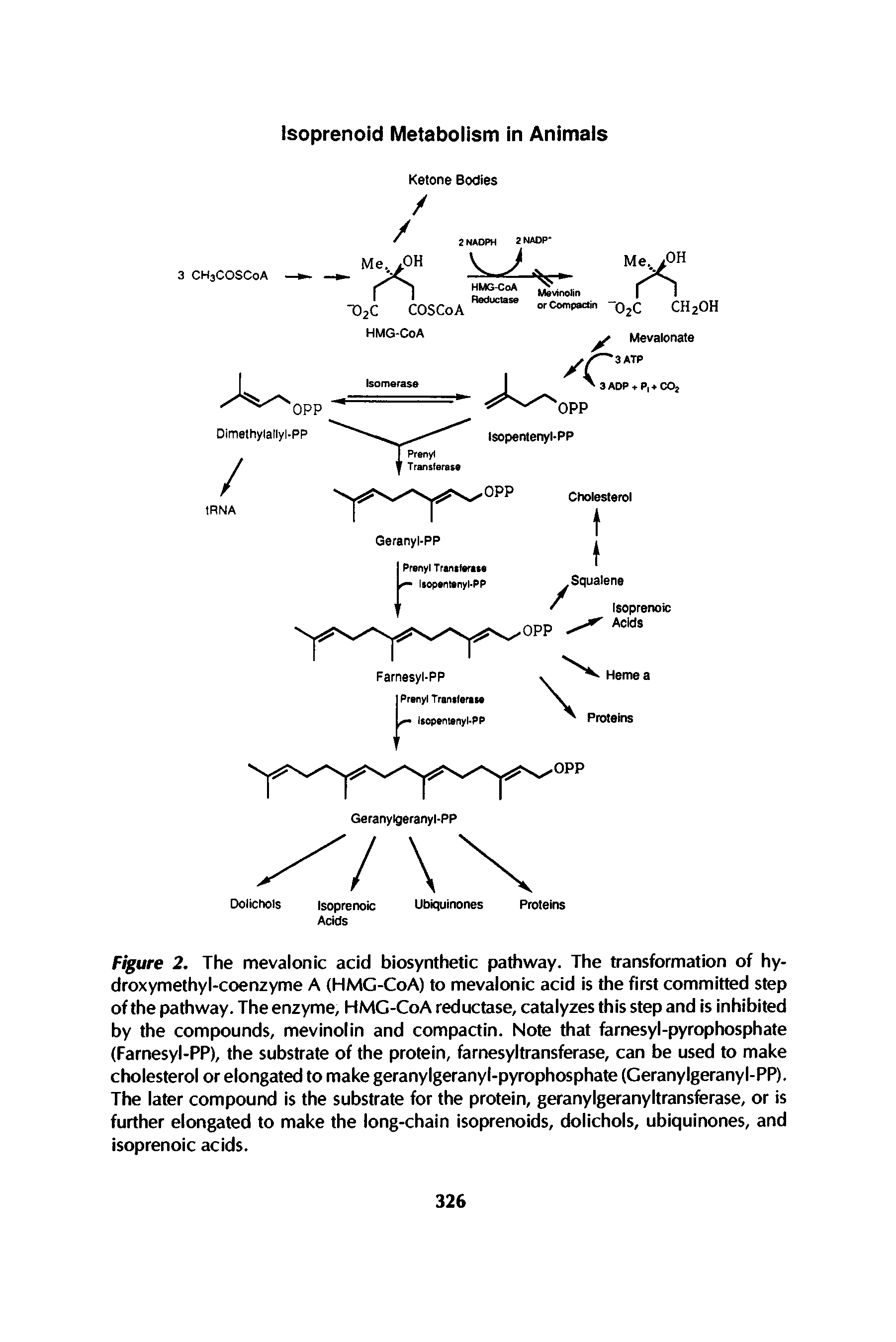 Figure 2. The mevalonic acid biosynthetic pathway. The transformation of hy-droxymethyl-coenzyme A (HMG-CoA) to mevalonic acid is the first committed step of the pathway. The enzyme, HMG-CoA reductase, catalyzes this step and is inhibited by the compounds, mevinolin and compactin. Note that farnesyl-pyrophosphate (Farnesyl-PP), the substrate of the protein, farnesyltransferase, can be used to make cholesterol or elongated to make geranylgeranyl-pyrophosphate (Geranylgeranyl-PP). The later compound is the substrate for the protein, geranylgeranyltransferase, or is further elongated to make the long-chain isoprenoids, dolichols, ubiquinones, and isoprenoic acids.