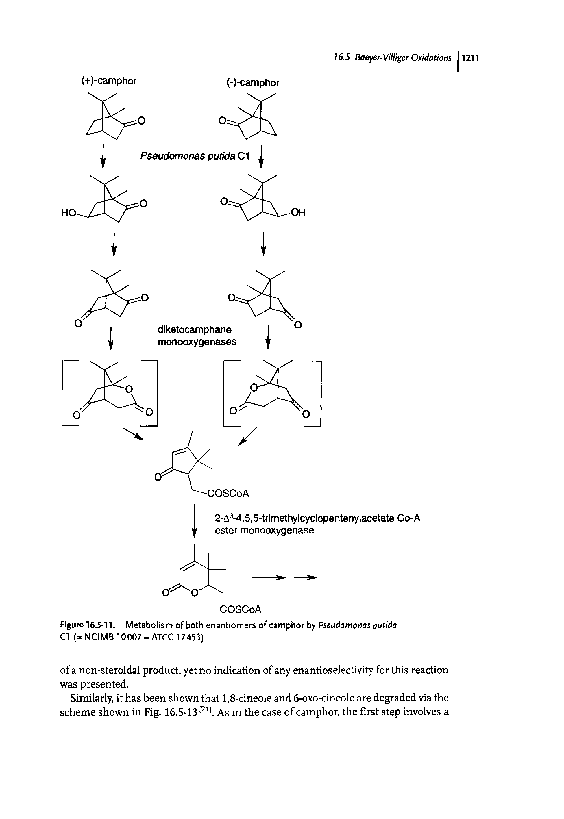 Figure 16.5-11. Metabolism of both enantiomers of camphor by Pseudomonas putida Cl (=NCIMB 10007 = ATCC 17453).