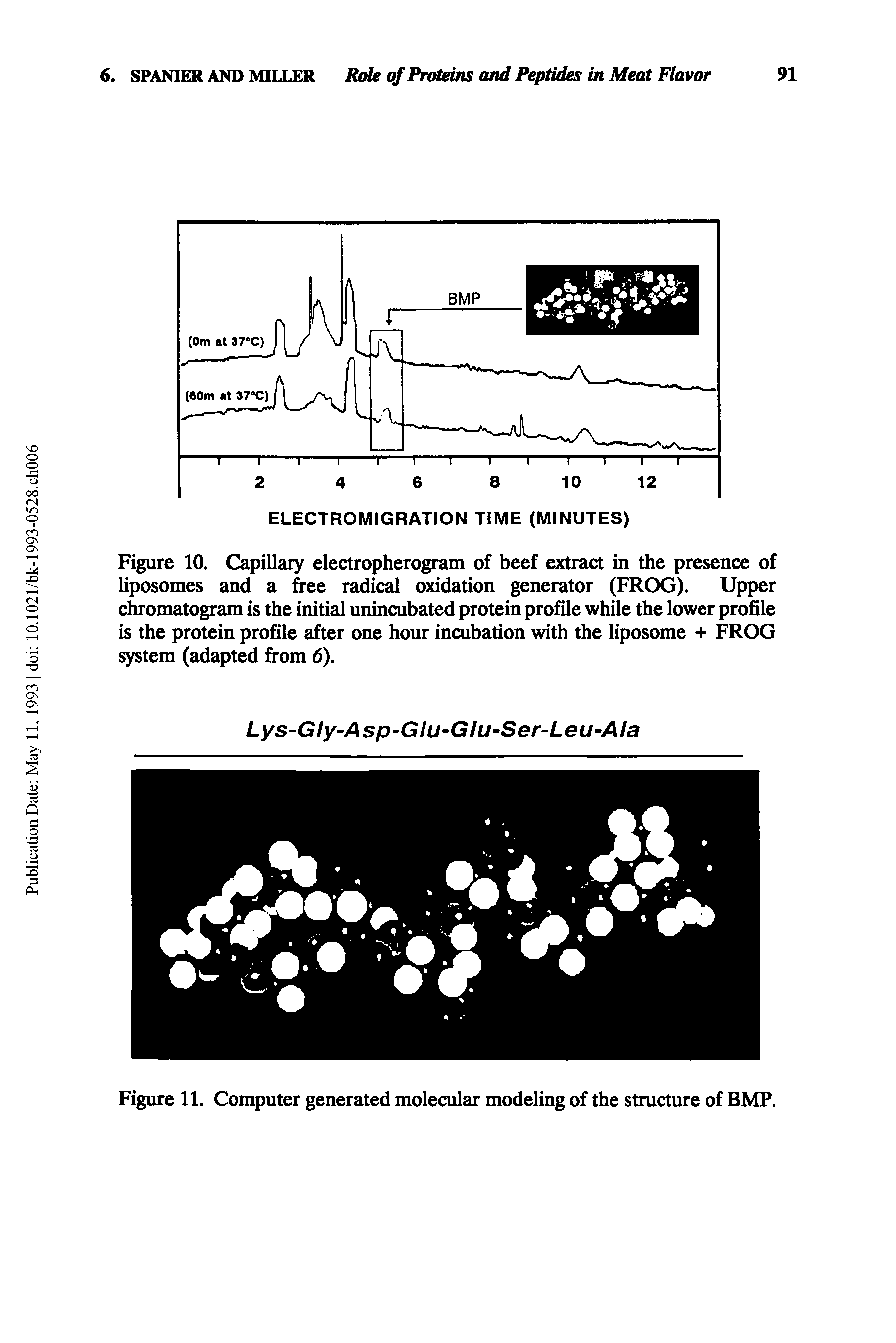 Figure 10. Capillary electropherogram of beef extract in the presence of liposomes and a free radical oxidation generator (FROG). Upper chromatogram is the initial unincubated protein profile while the lower profile is the protein profile after one hour incubation with the liposome + FROG system (adapted from 6).