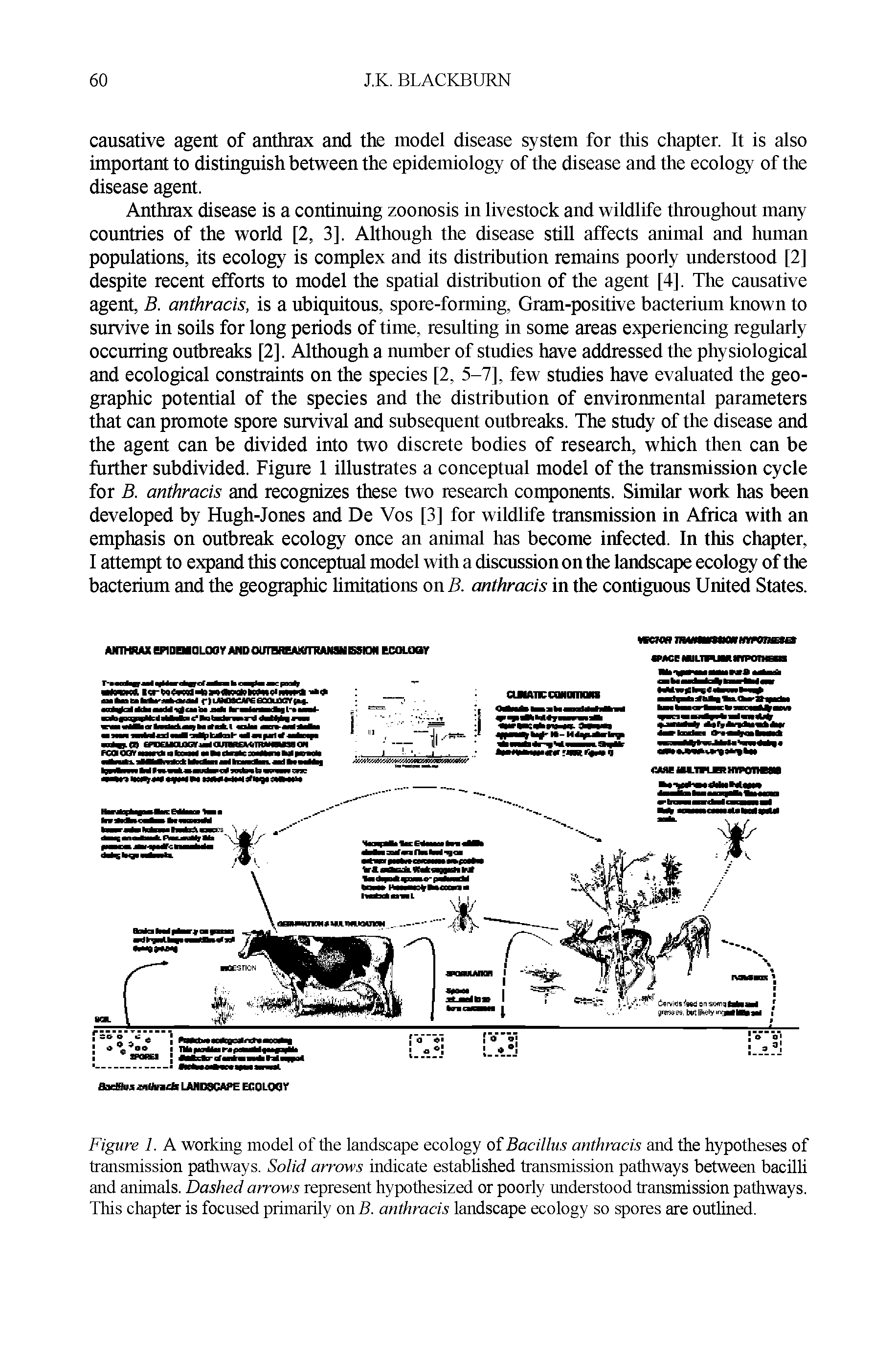 Figure 1. A working model of the landscape ecology of Bacillus anthracis and the hypotheses of transmission pathways. Solid arrows indicate established transmission pathways between bacilli and animals. Dashed arrows represent hypothesized or poorly understood transmission pathways. This chapter is focused primarily on B. anthracis landscape ecology so spores are outlined.