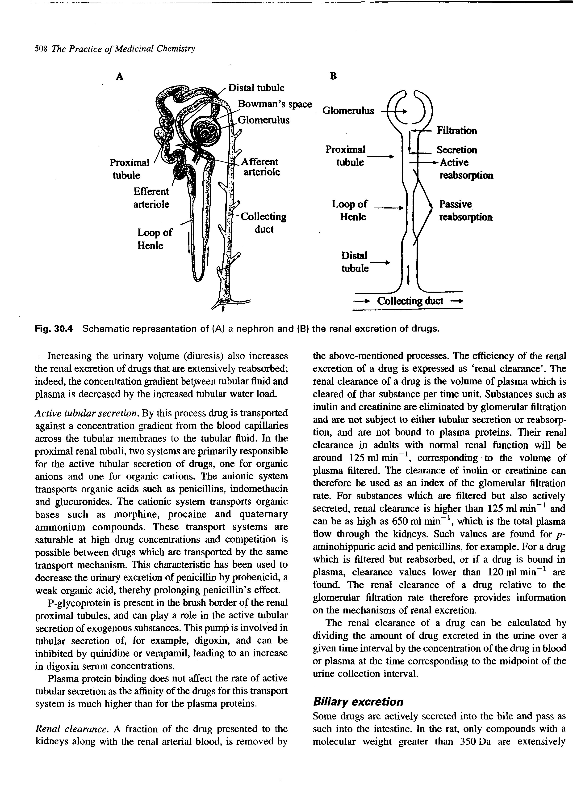 Fig. 30.4 Schematic representation of (A) a nephron and (B) the renal excretion of drugs.
