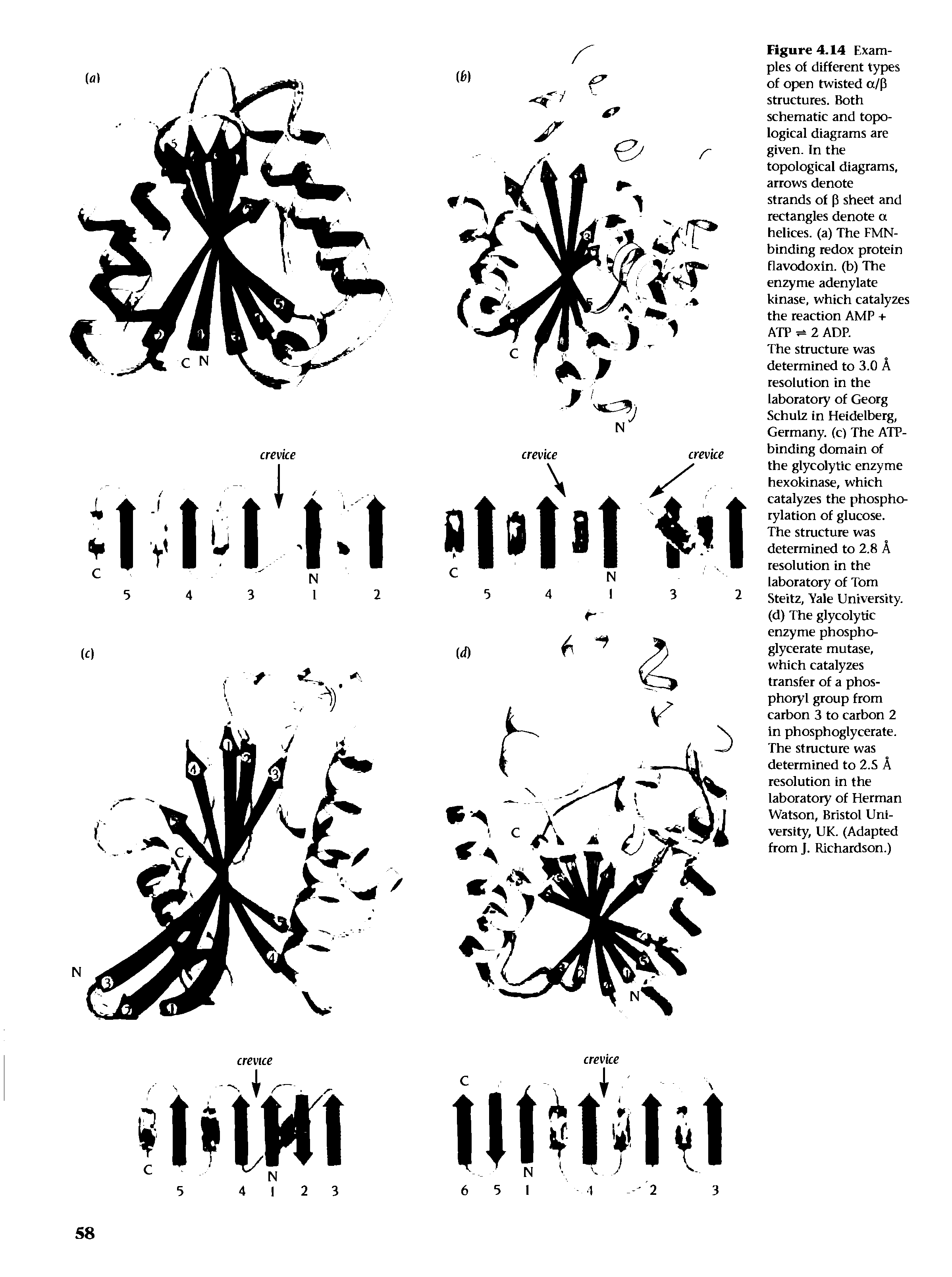 Figure 4.14 Examples of different types of open twisted a/p structures. Both schematic and topological diagrams are given. In the topological diagrams, arrows denote strands of p sheet and rectangles denote a helices, (a) The FMN-binding redox protein flavodoxln. (b) The enzyme adenylate kinase, which catalyzes the reaction AMP +...