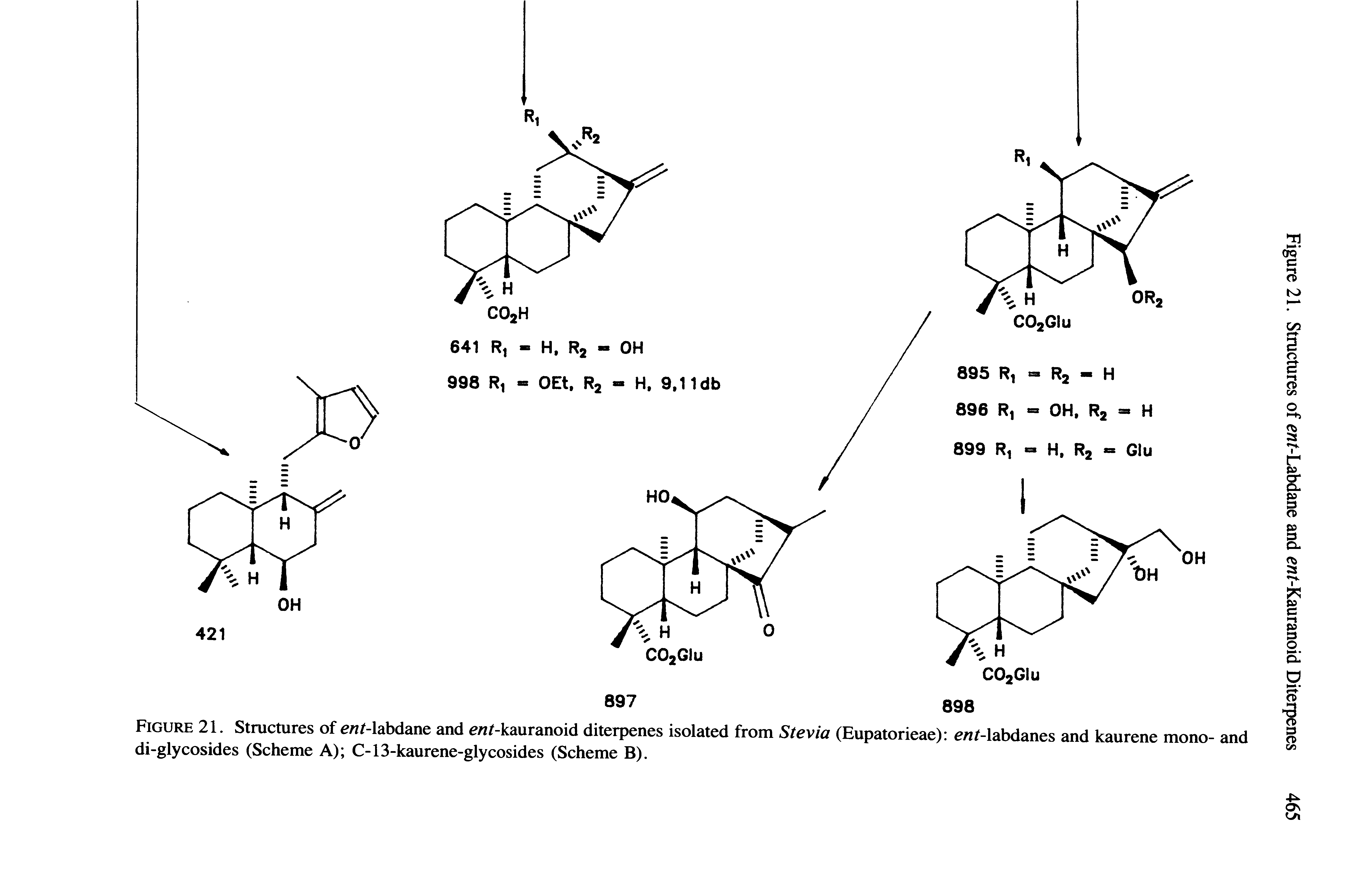 Figure 21. Structures of cwMabdane and c /-kauranoid diterpenes isolated from Stevia (Eupatorieae) e -labdanes and kaurene mono- and di-glycosides (Scheme A) C-13-kaurene-glycosides (Scheme B).