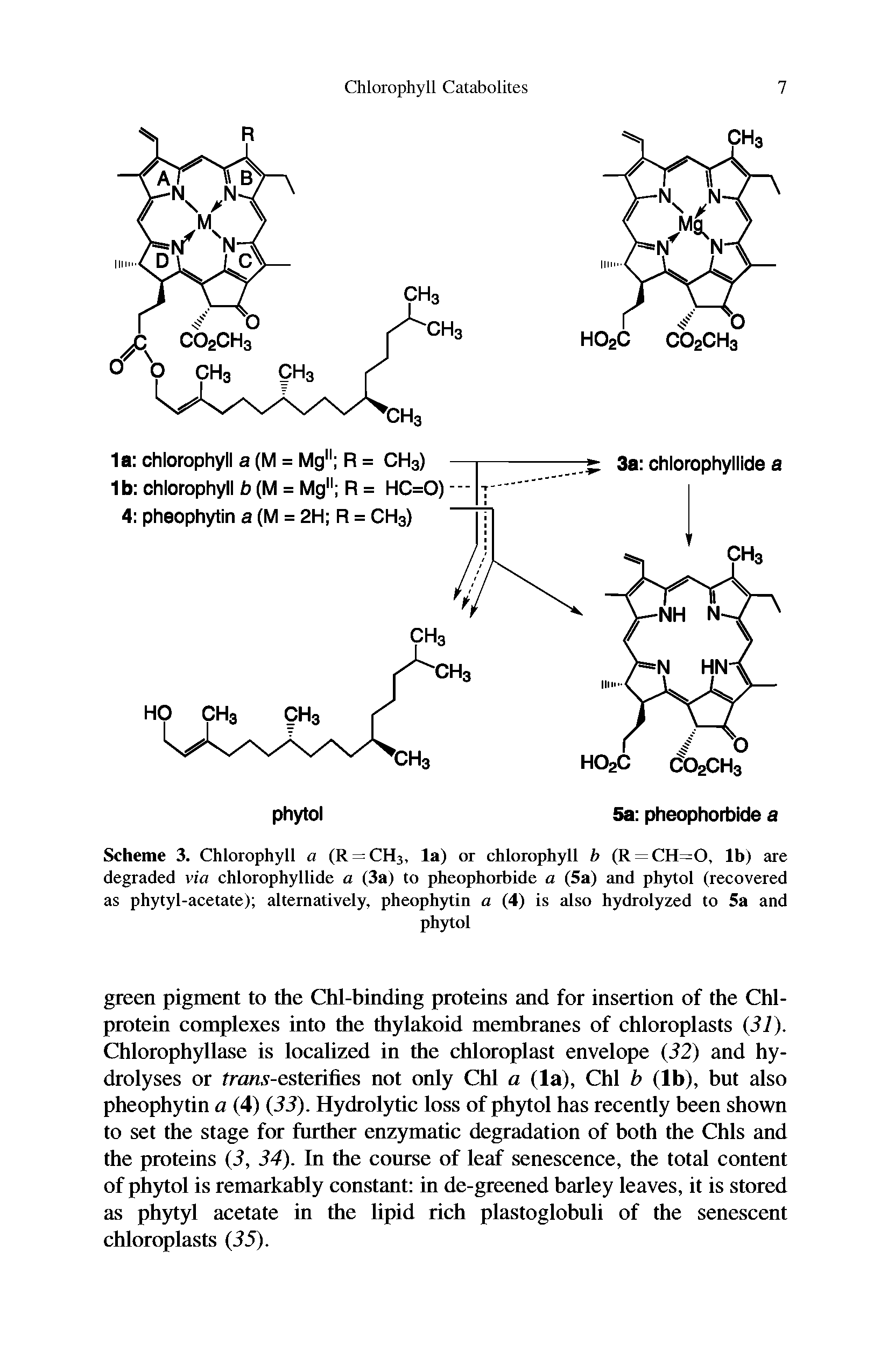 Scheme 3. Chlorophyll a (R = CH3, la) or chlorophyll b (R = CH=0, lb) are degraded via chlorophyllide a (3a) to pheophorbide a (5a) and phytol (recovered as phytyl-acetate) alternatively, pheophytin a (4) is also hydrolyzed to 5a and...