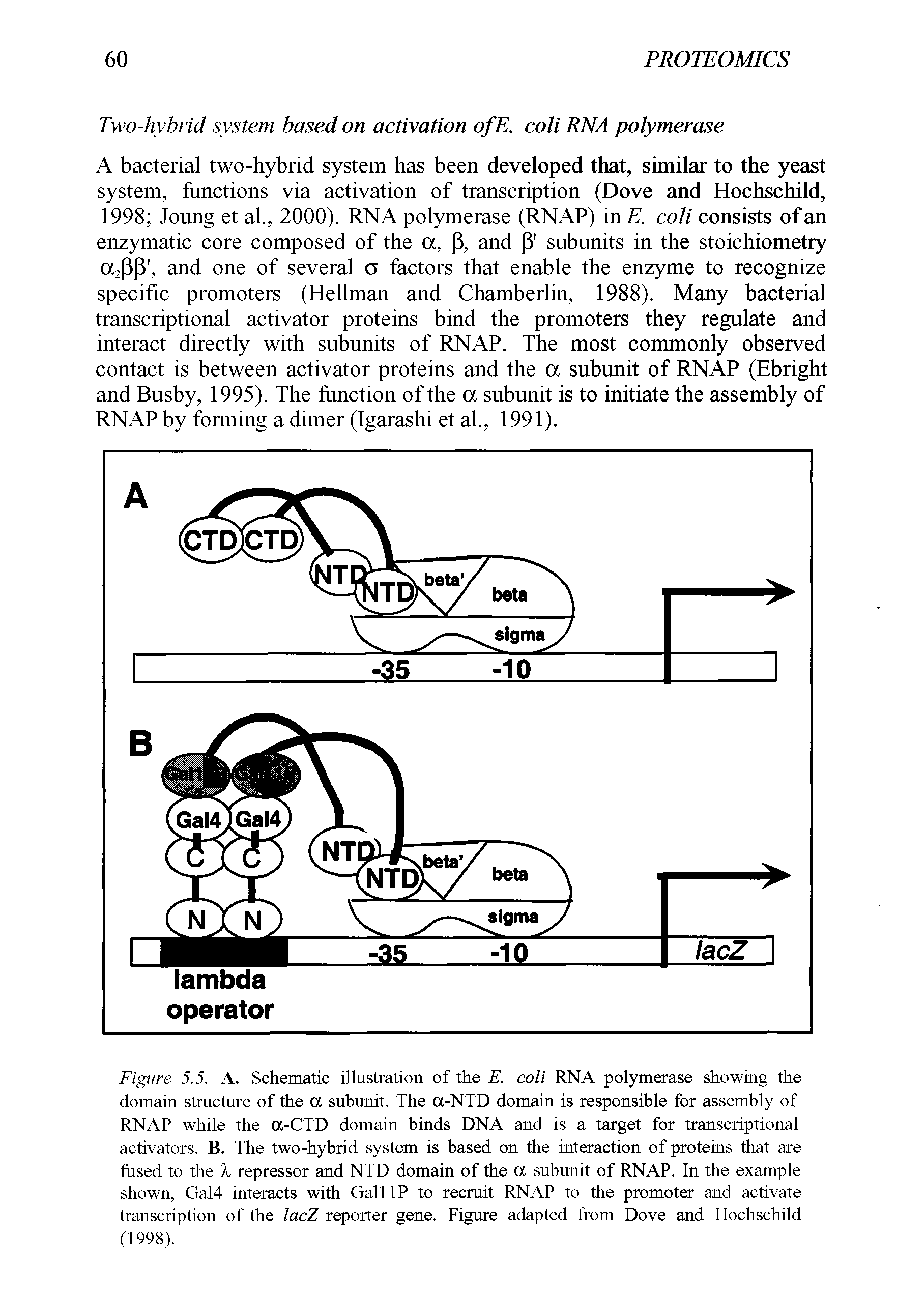 Figure 5.5. A. Schematic illustration of the E. coli RNA polymerase showing the domain structure of the a subunit. The cx-NTD domain is responsible for assembly of RNAP while the a-CTD domain binds DNA and is a target for transcriptional activators. B. The two-hybrid system is based on the interaction of proteins that are fused to the X repressor and NTD domain of the a subunit of RNAP. In the example shown, Gal4 interacts with Gall IP to recruit RNAP to the promoter and activate transcription of the lacZ reporter gene. Figure adapted from Dove and Hochschild (1998).