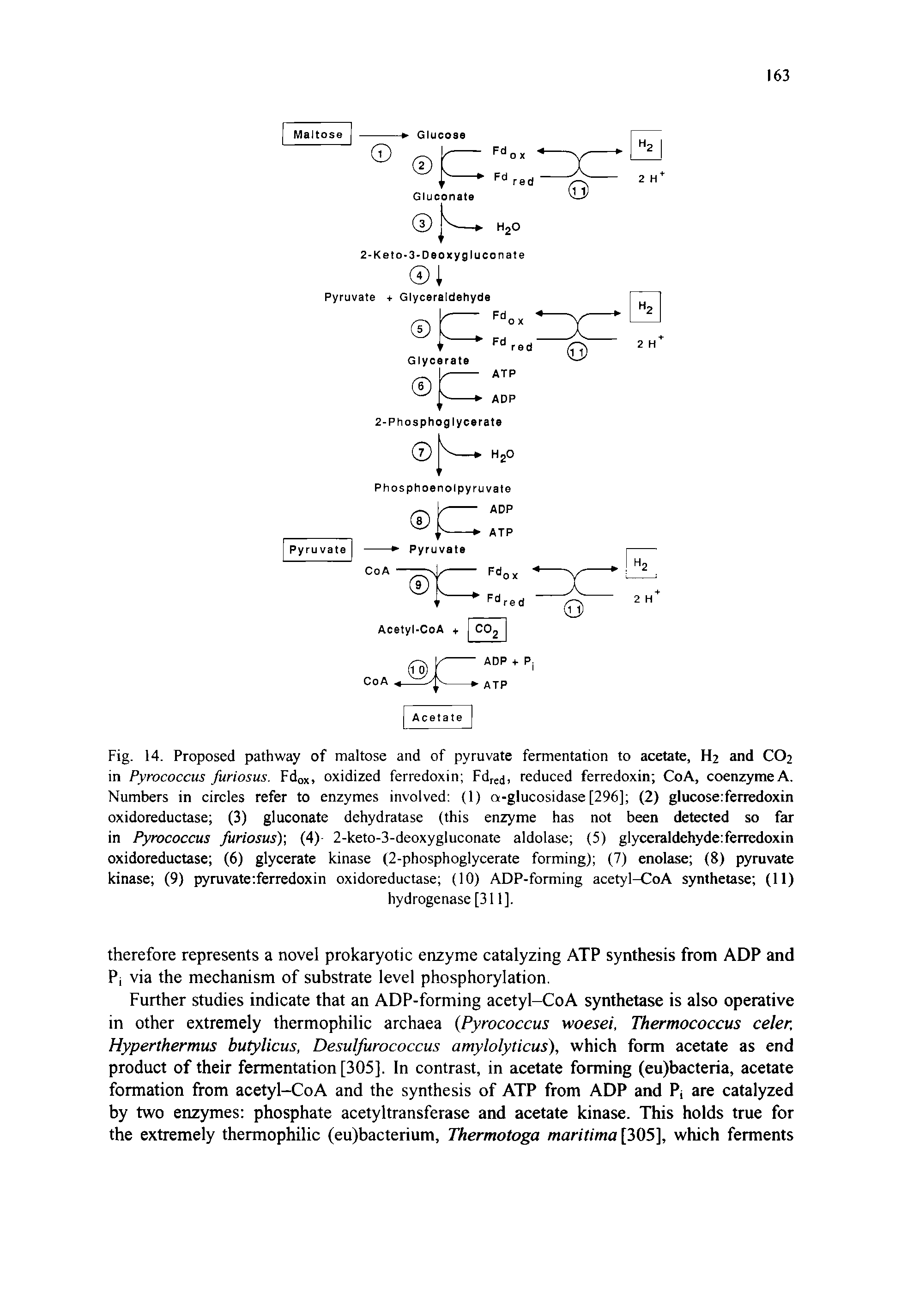 Fig. 14. Proposed pathway of maltose and of pyruvate fermentation to acetate, H2 and CO2 in Pyrococcus furiosus. Fdox, oxidized ferredoxin Fdred, reduced ferredoxin CoA, coenzymeA. Numbers in circles refer to enzymes involved (1) Q-glucosidase [296] (2) glucoserferredoxin oxidoreductase (3) gluconate dehydratase (this enzyme has not been detected so far in Pyrococcus furiosus) (4) 2-keto-3-deoxygluconate aldolase (5) glyceraldehyde ferredoxin oxidoreductase (6) glycerate kinase (2-phosphoglycerate forming) (7) enolase (8) pyruvate kinase (9) pyruvateiferredoxin oxidoreductase (10) ADP-forming acetyl-CoA synthetase (11)...