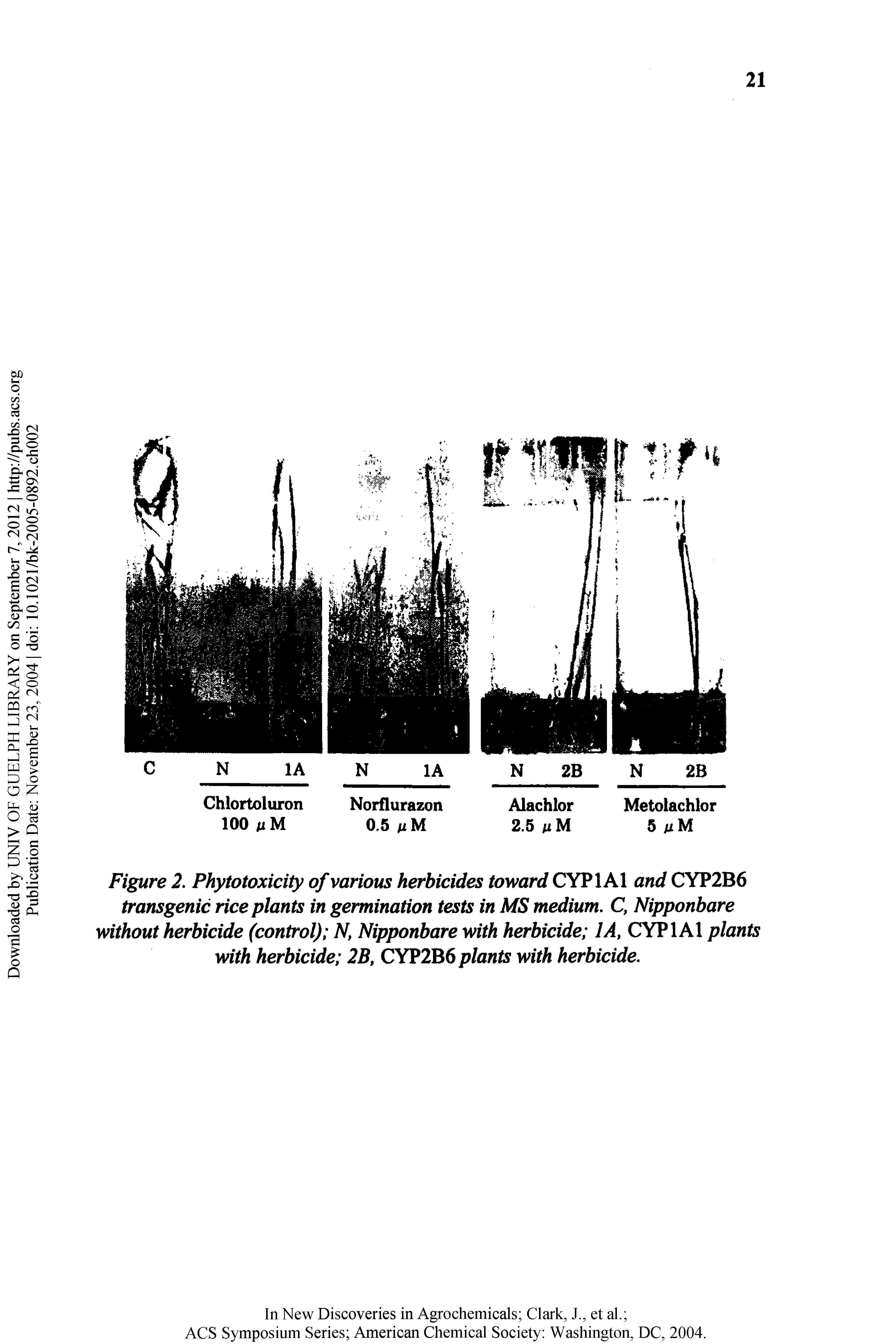 Figure 2, Phytotoxicity of various herbicides toward CYPlAl and CYP2B6 transgenic rice plants in germination tests in MS medium, C, Nipponbare without herbicide (control) N, Nipponbare with herbicide lA, CYPlAl plants with herbicide 2B, CYP2B6 plants with herbicide.