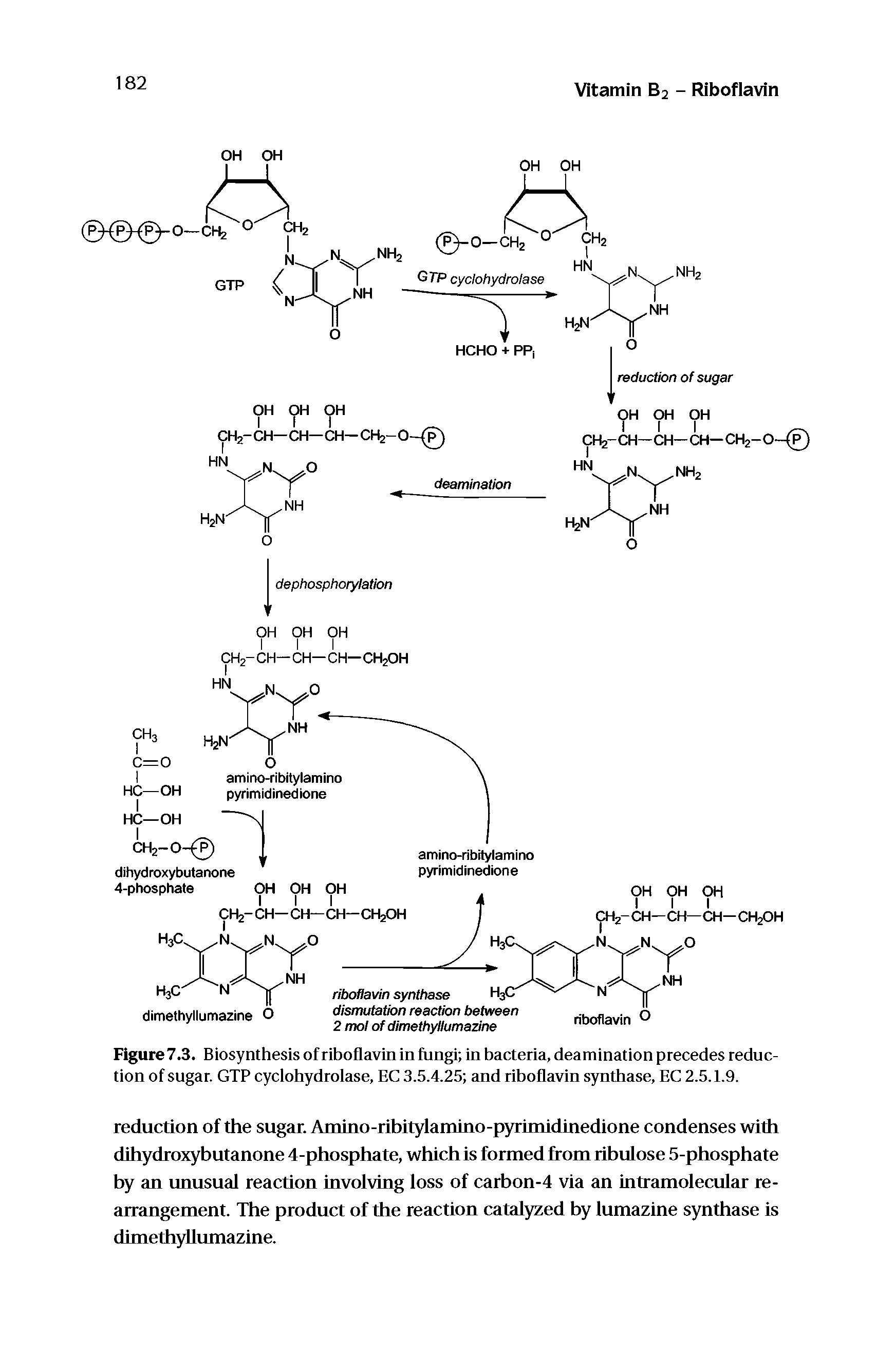 Figure7.3. Biosynthesis of riboflavin in fungi in bacteria, deamination precedes reduction of sugar. GTP cyclohydrolase, EC 3.5.4.25 and riboflavin synthase, EC 2.5. f.9.