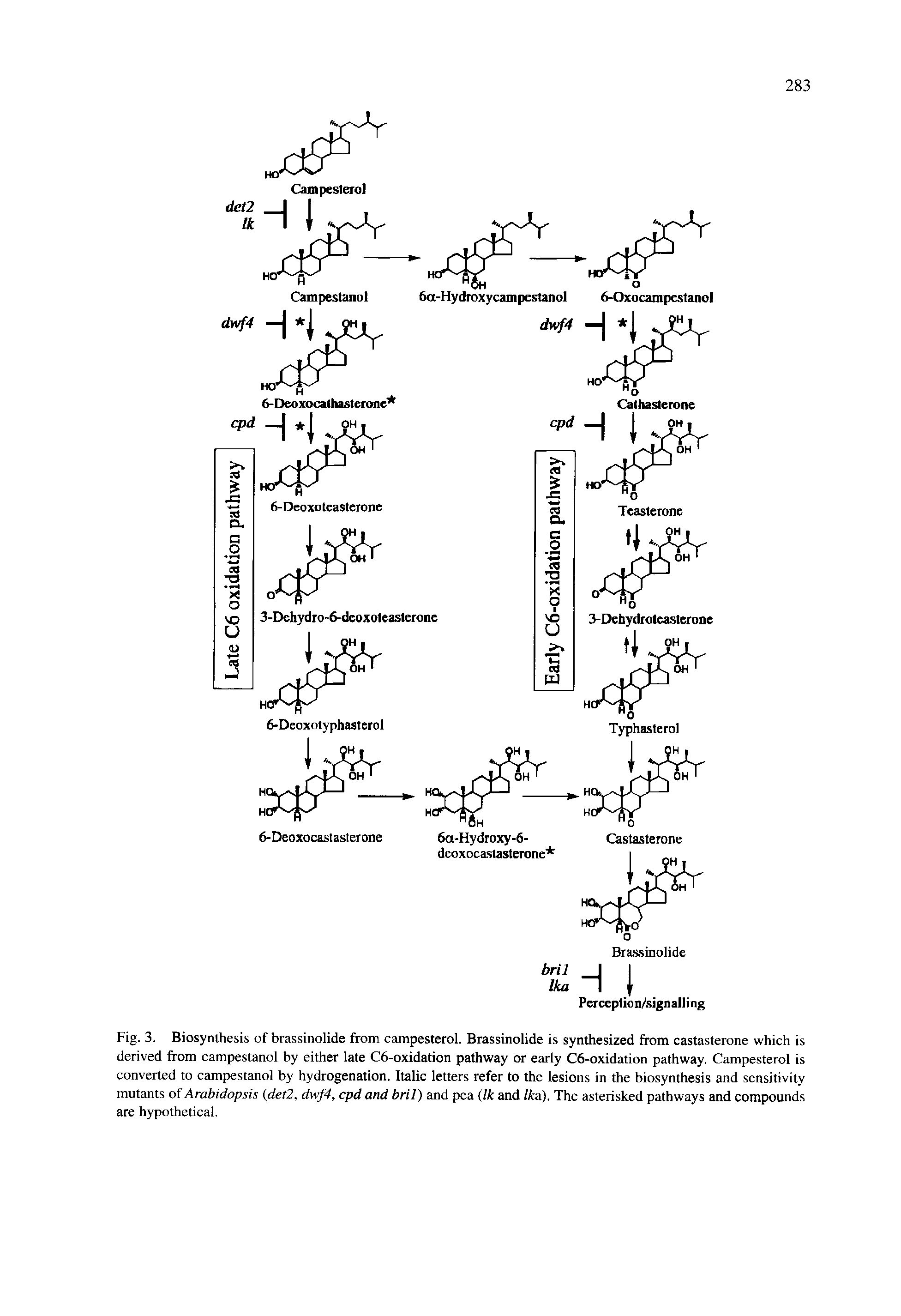Fig. 3. Biosynthesis of brassinolide from campesterol. Brassinolide is synthesized from castasterone which is derived from campestanol by either late C6-oxidation pathway or early C6-oxidation pathway. Campesterol is converted to campestanol by hydrogenation. Italic letters refer to the lesions in the biosynthesis and sensitivity mutants of Arabidopsis det2, dwf4, cpd and bril) and pea (Ik and Ika). The asterisked pathways and compounds are hypothetical.